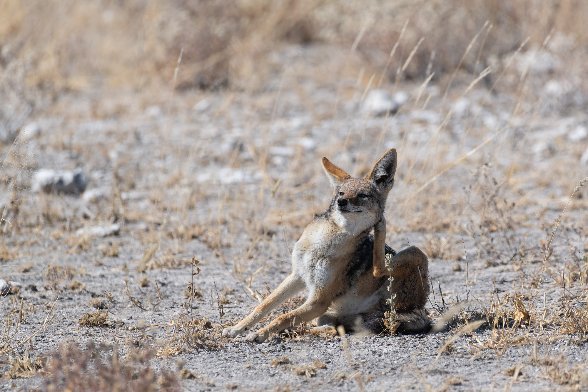 Scratching Behind His Ear