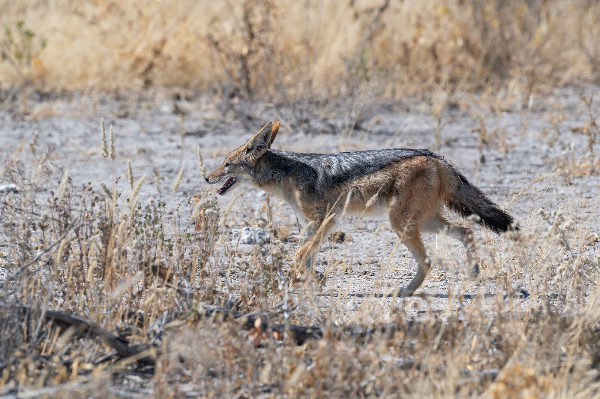 Using The Brush As Cover