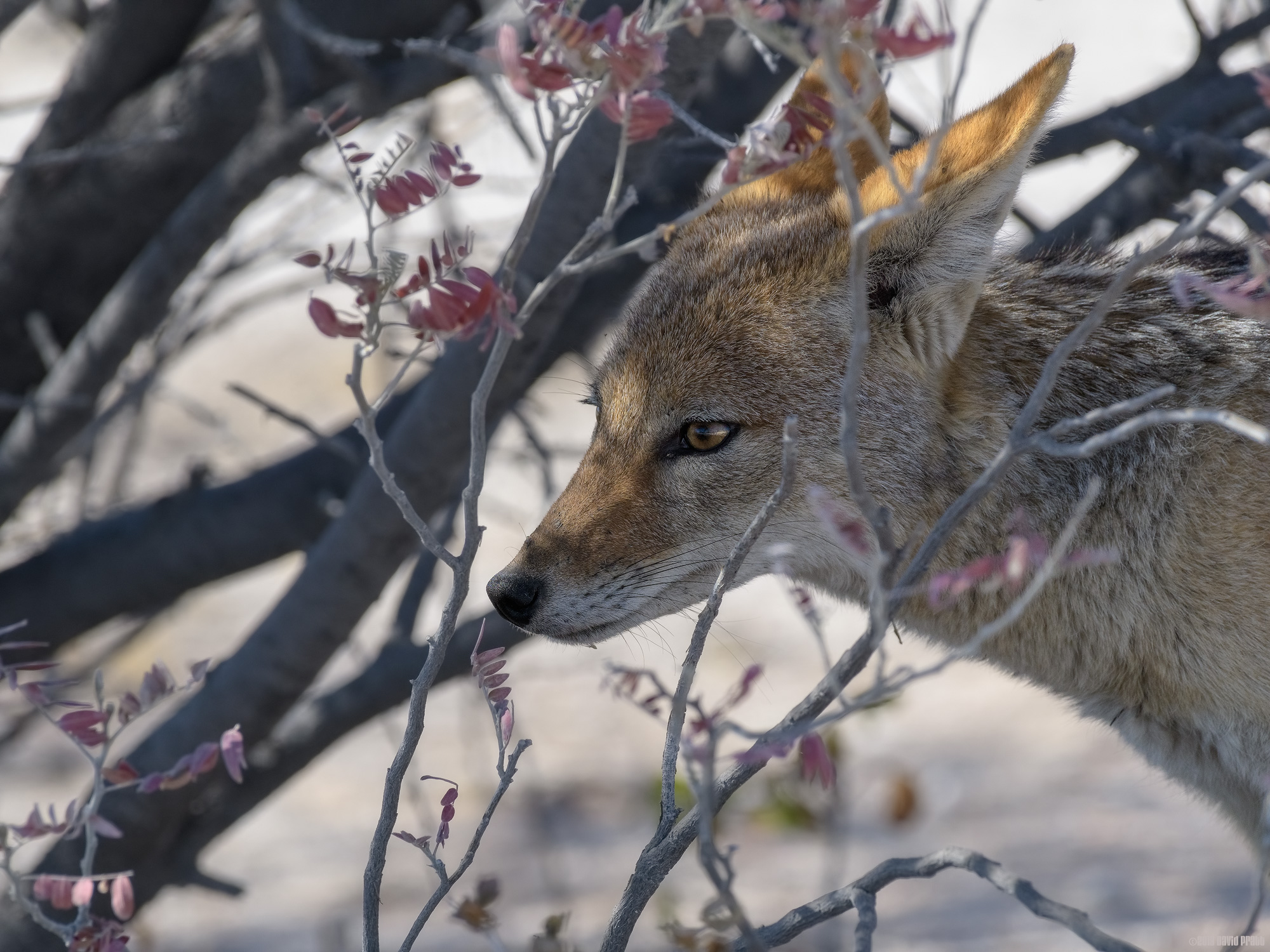 Watching From The Shade