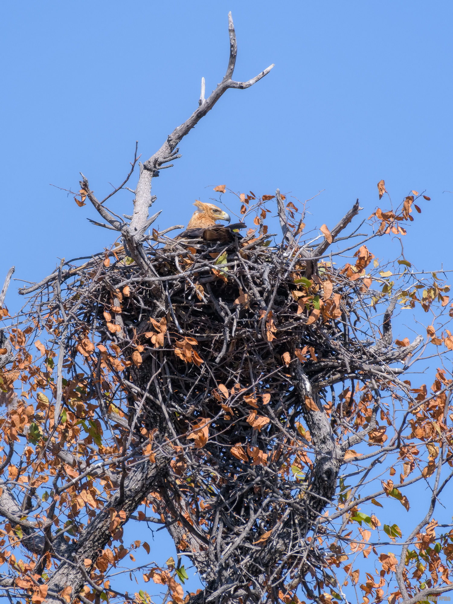 Eagle's Nest
