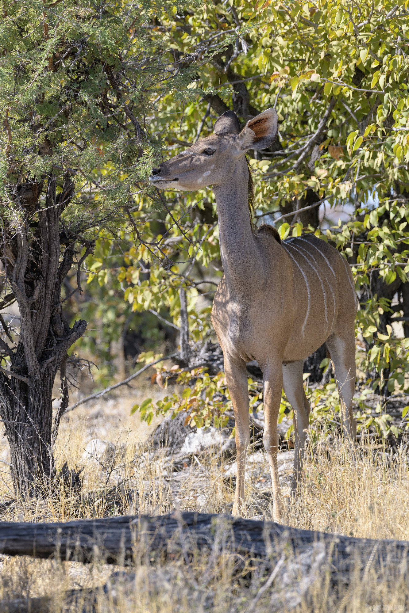 Eyeing Up The Foliage