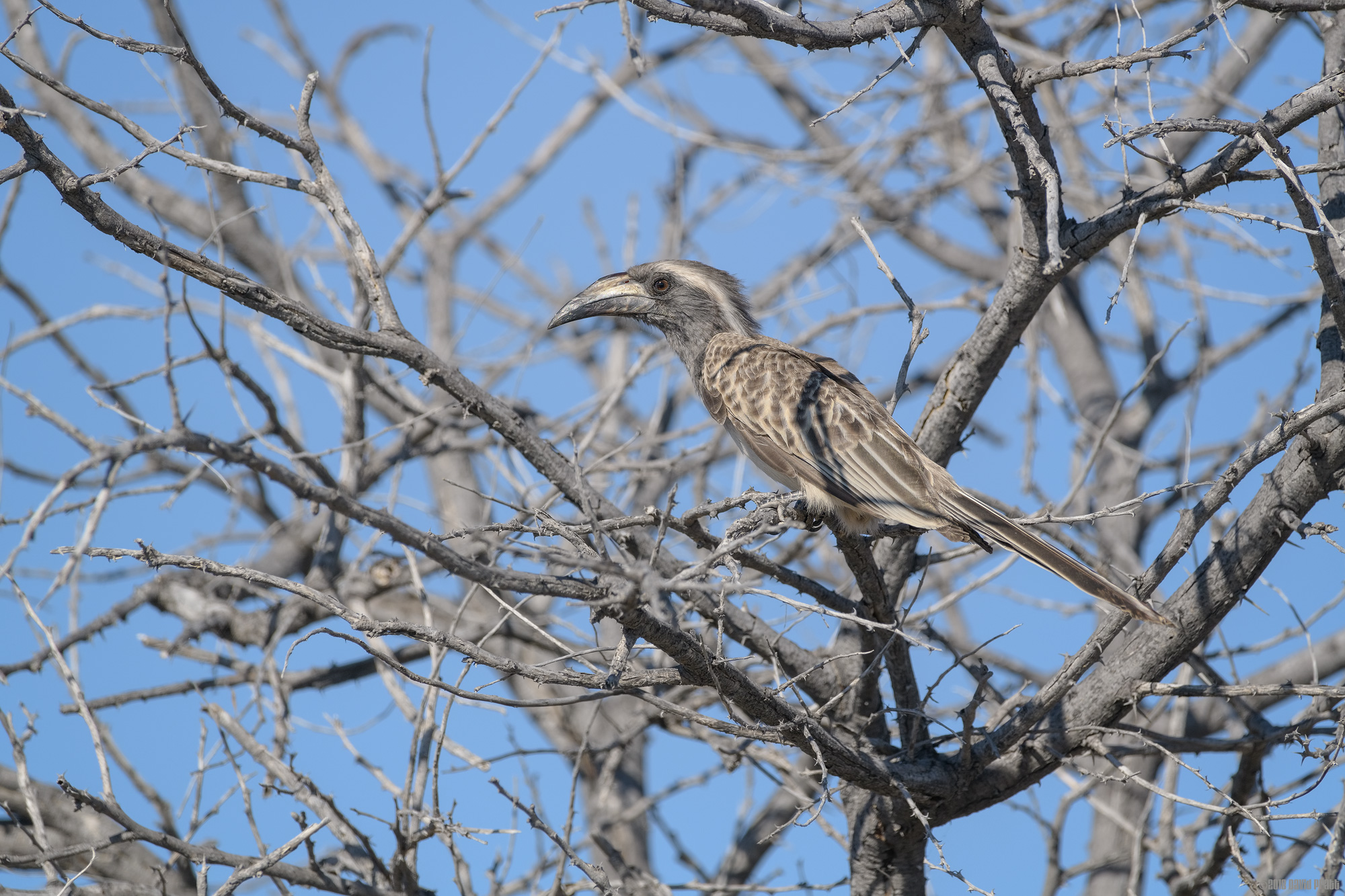 African Grey Hornbill