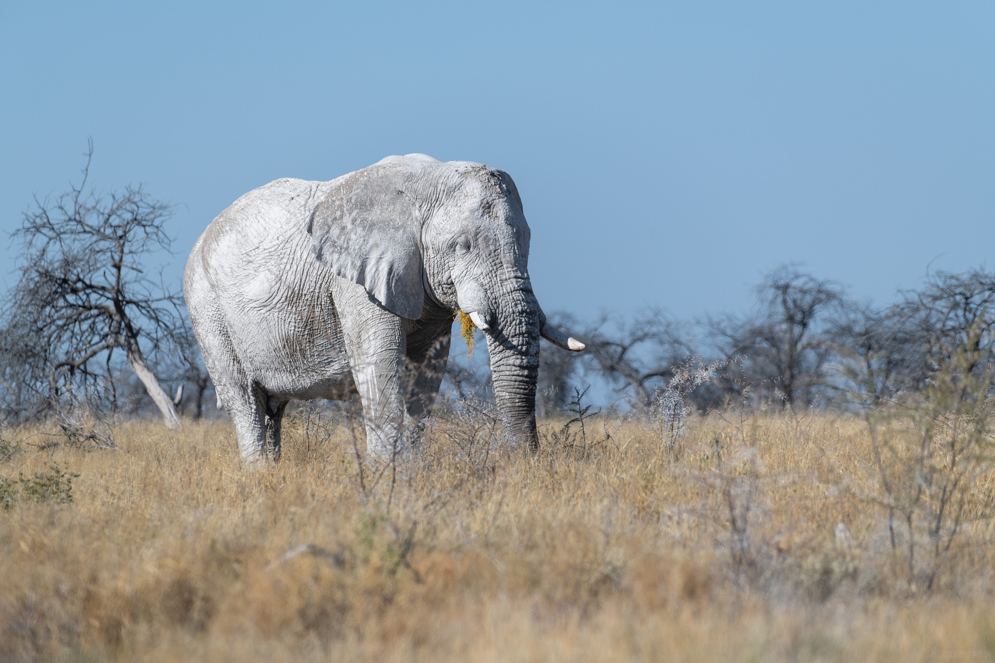 White Ghost Elephant