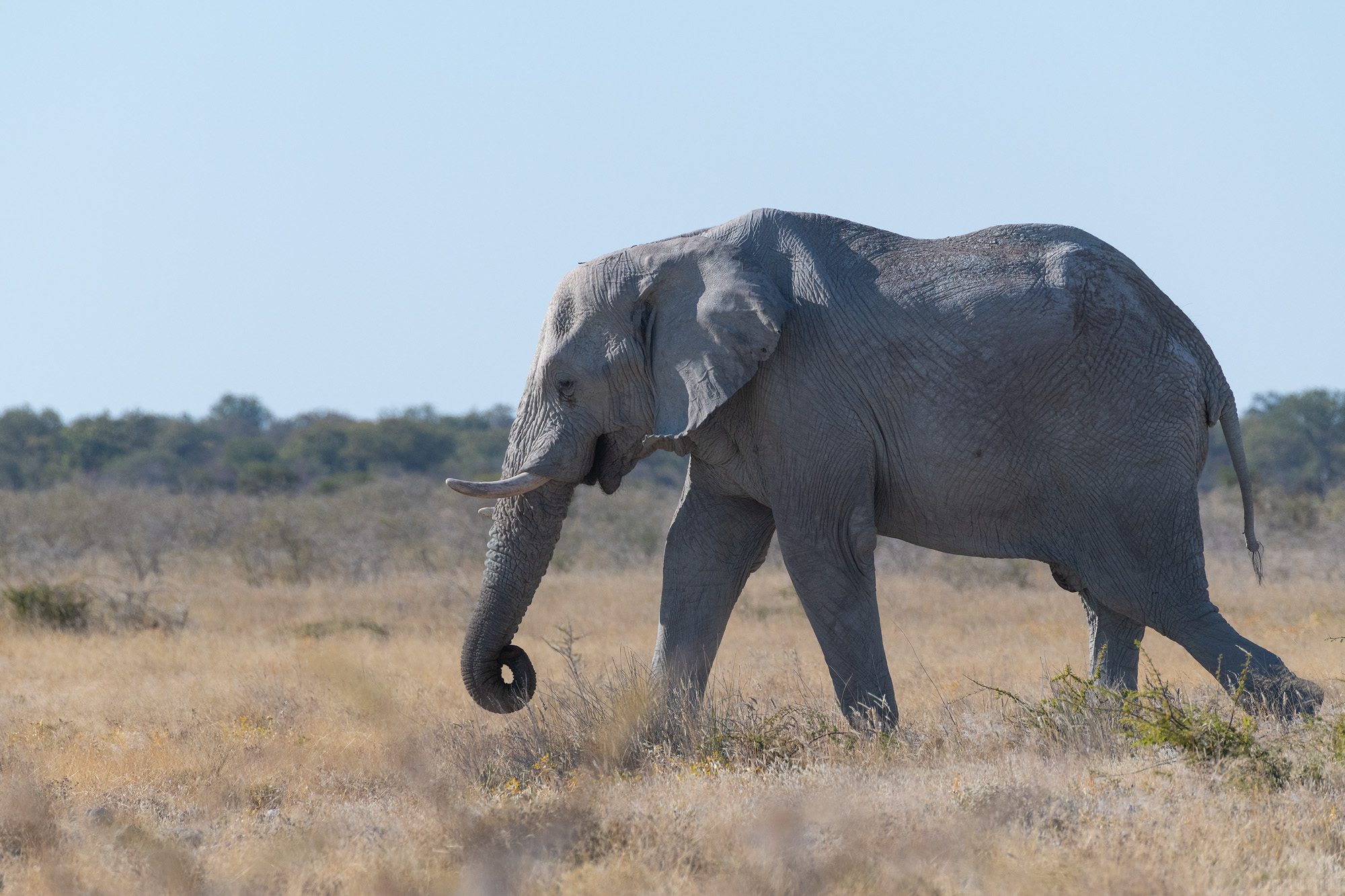 A Little Curl In The Trunk