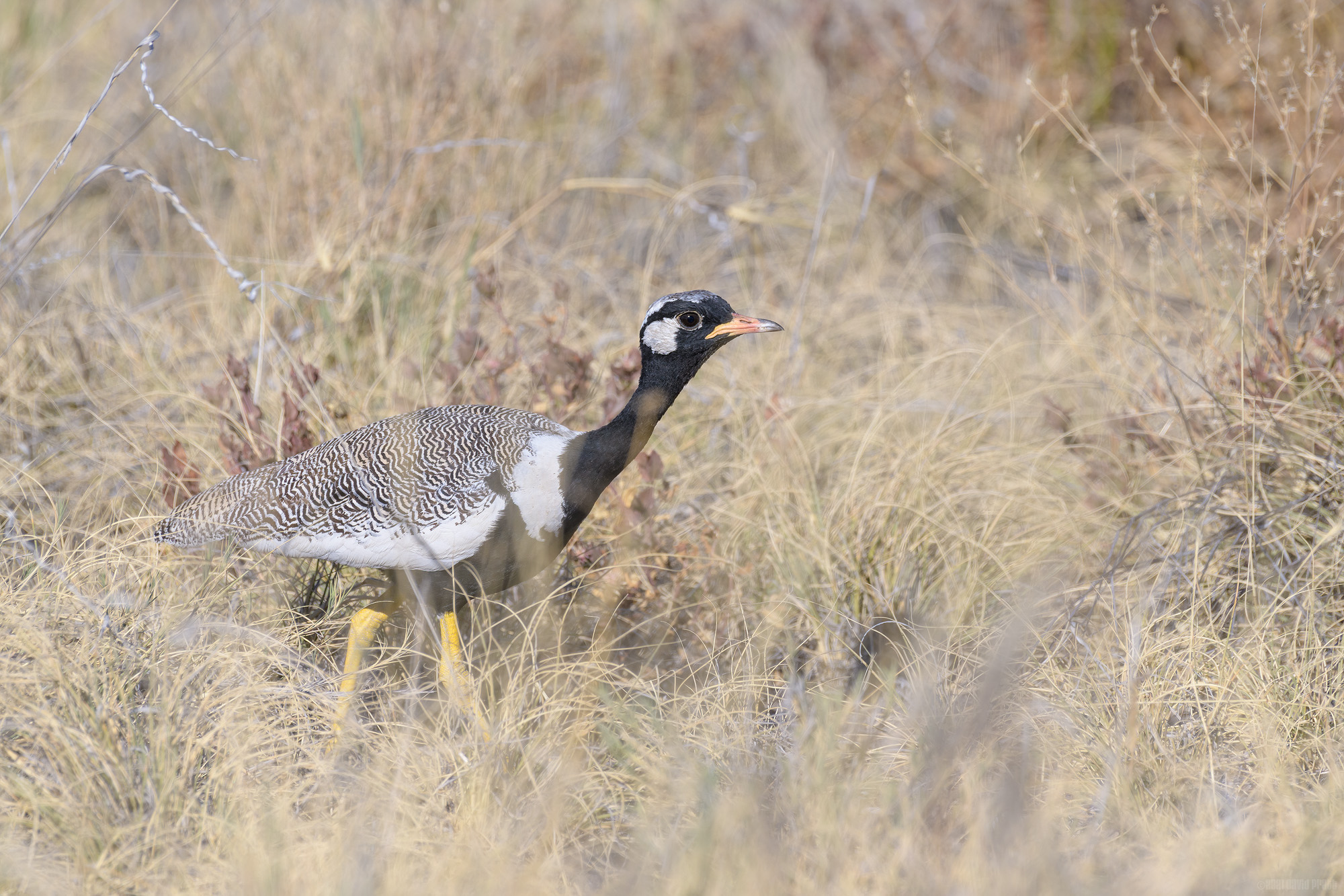 Sticking His Neck Out