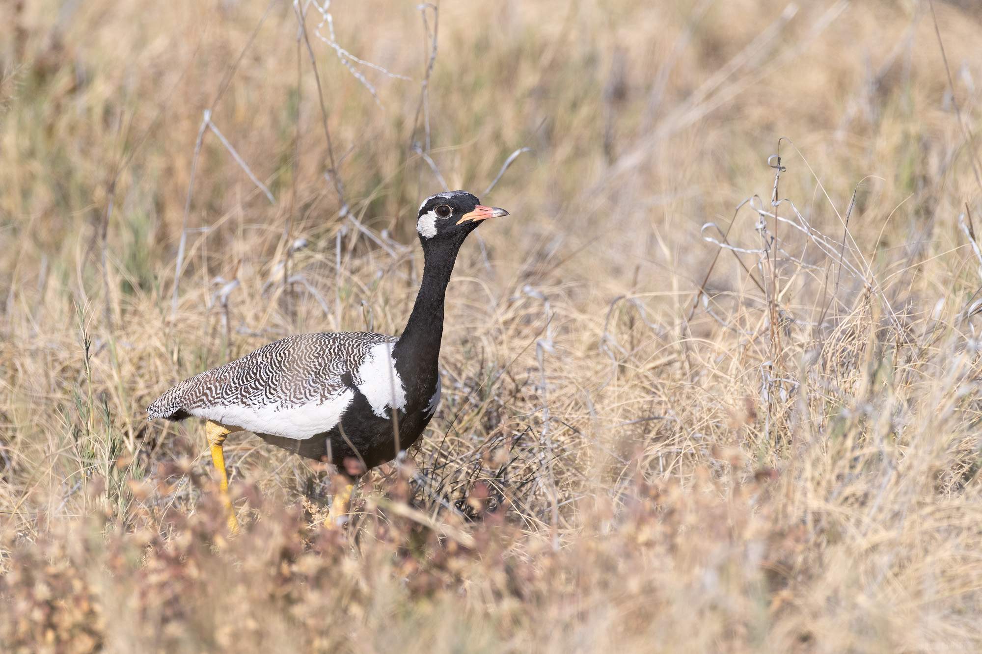 Northern Black Korhaan