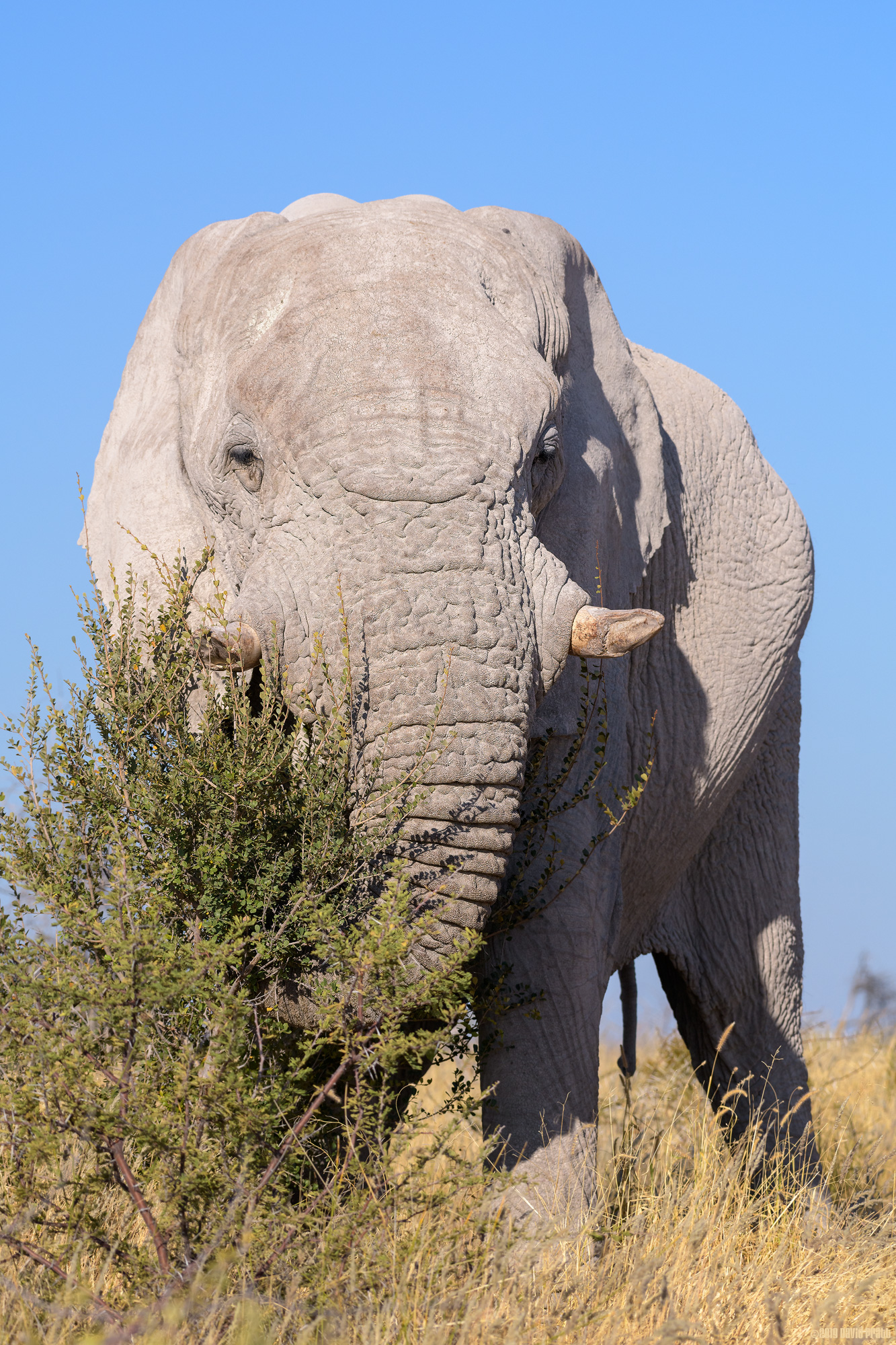 Wild African Elephant