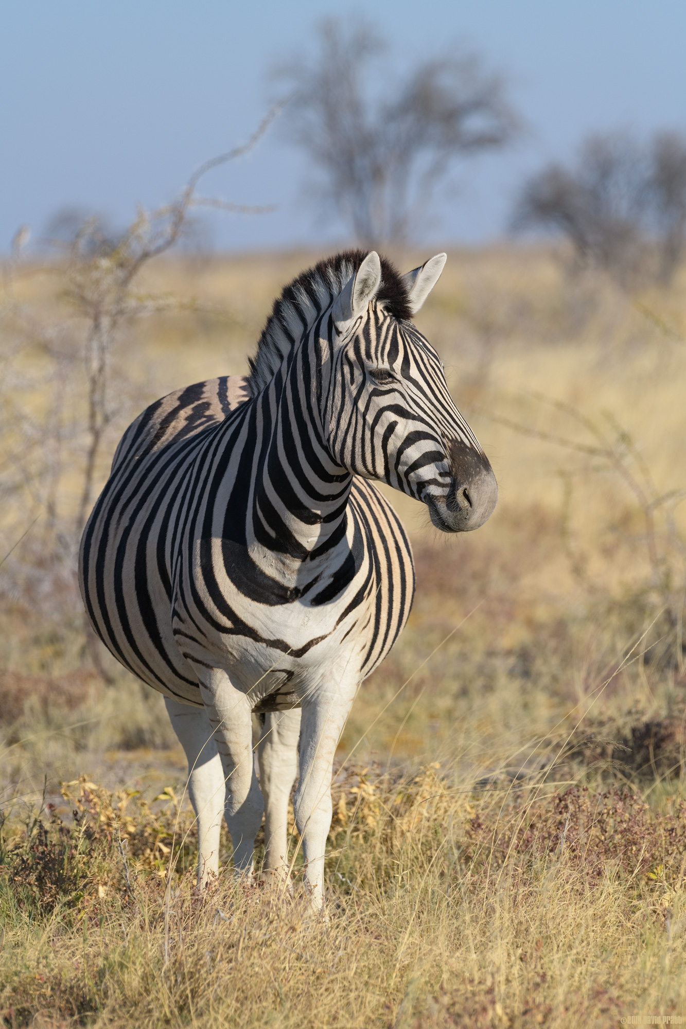 Plains Zebra