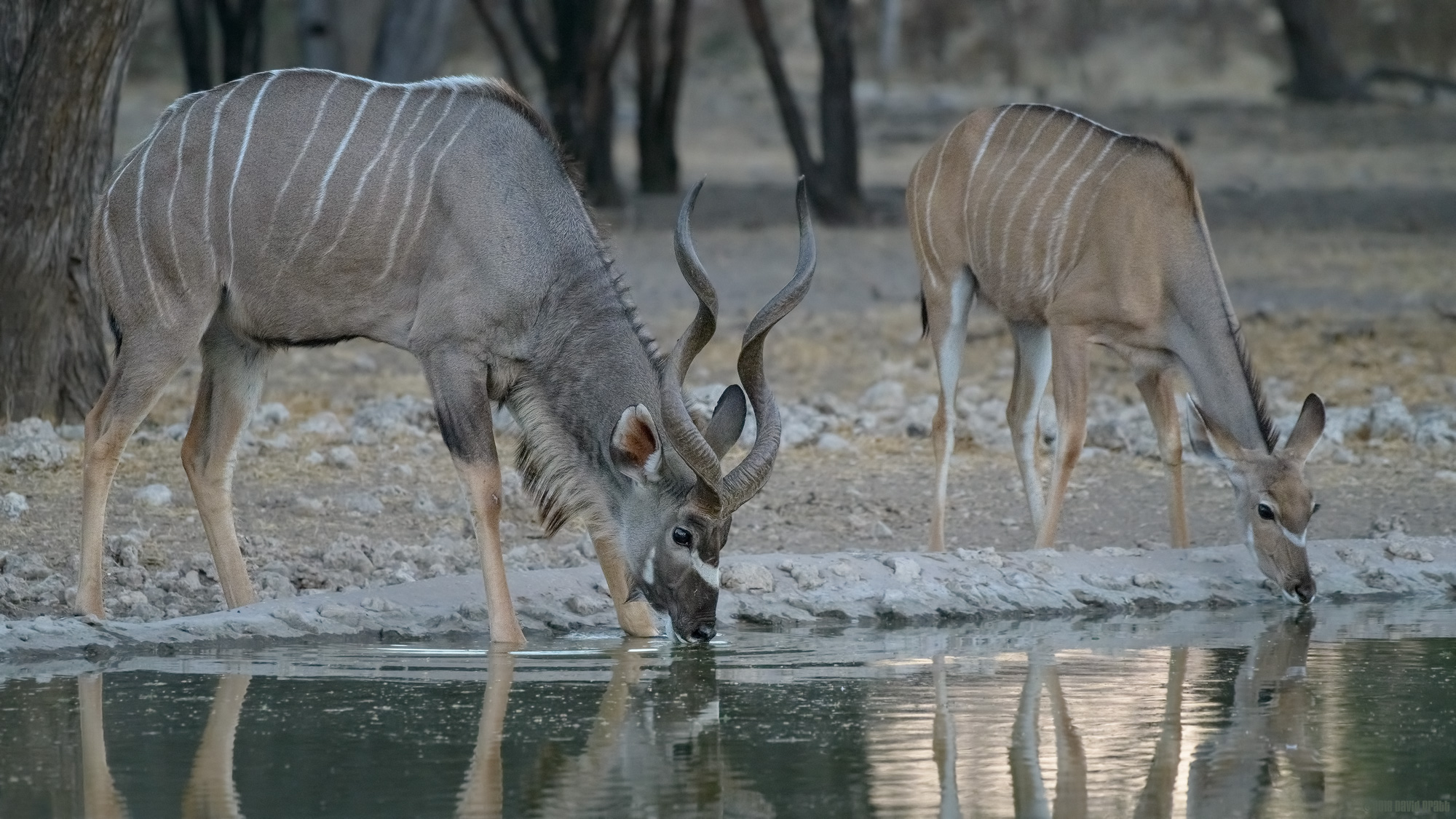 Greater Kudu