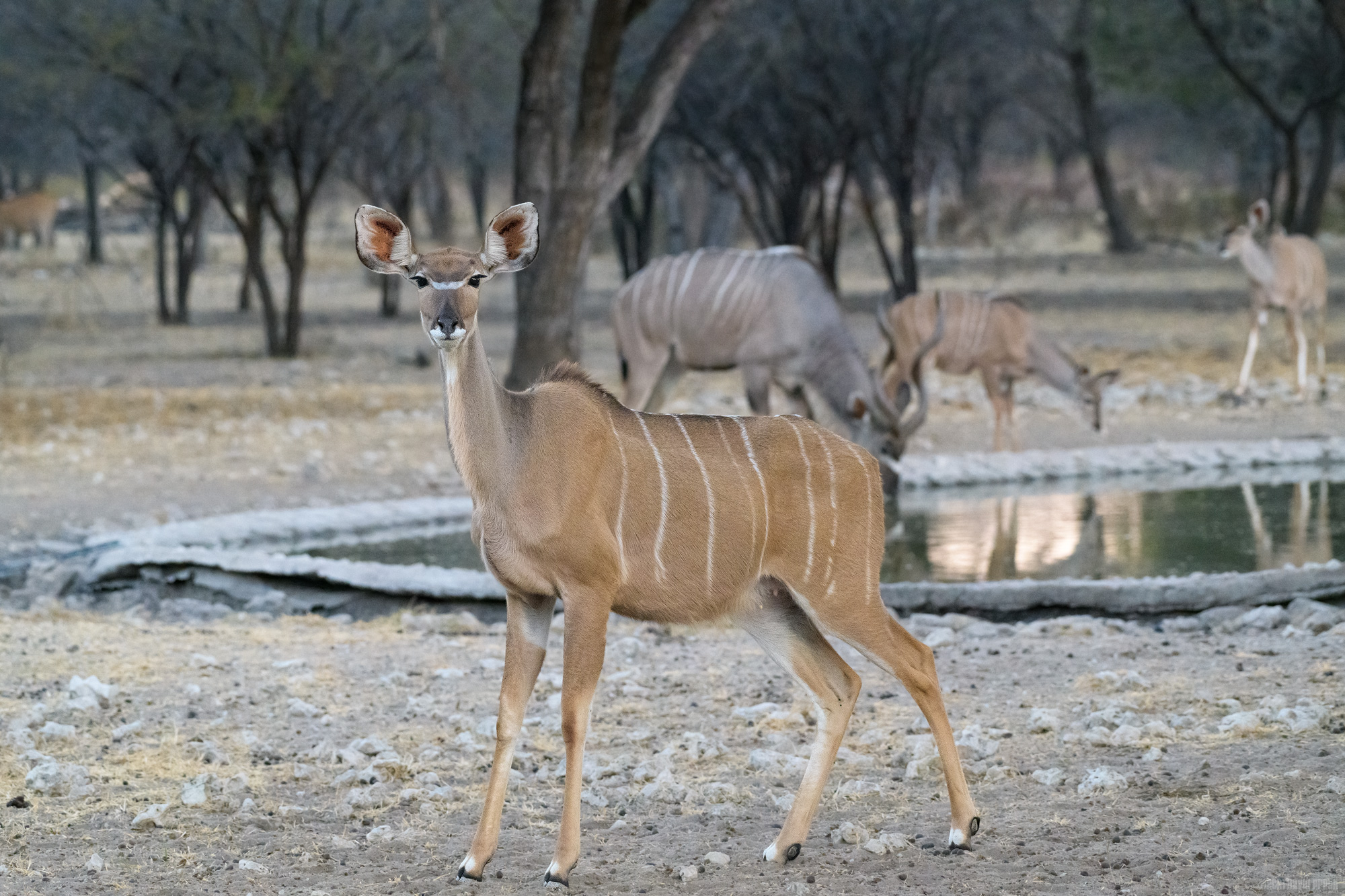 What Big Ears You Have