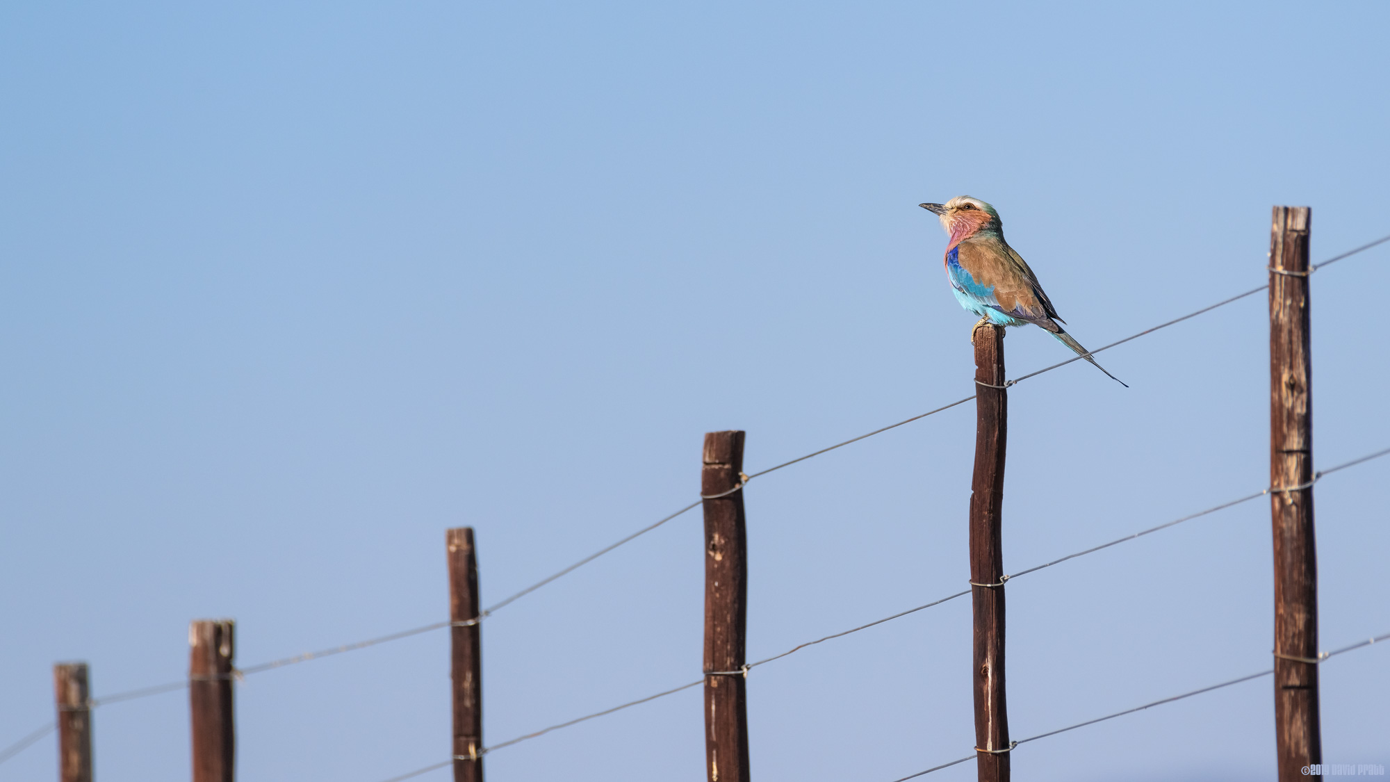 Roller On A Fence