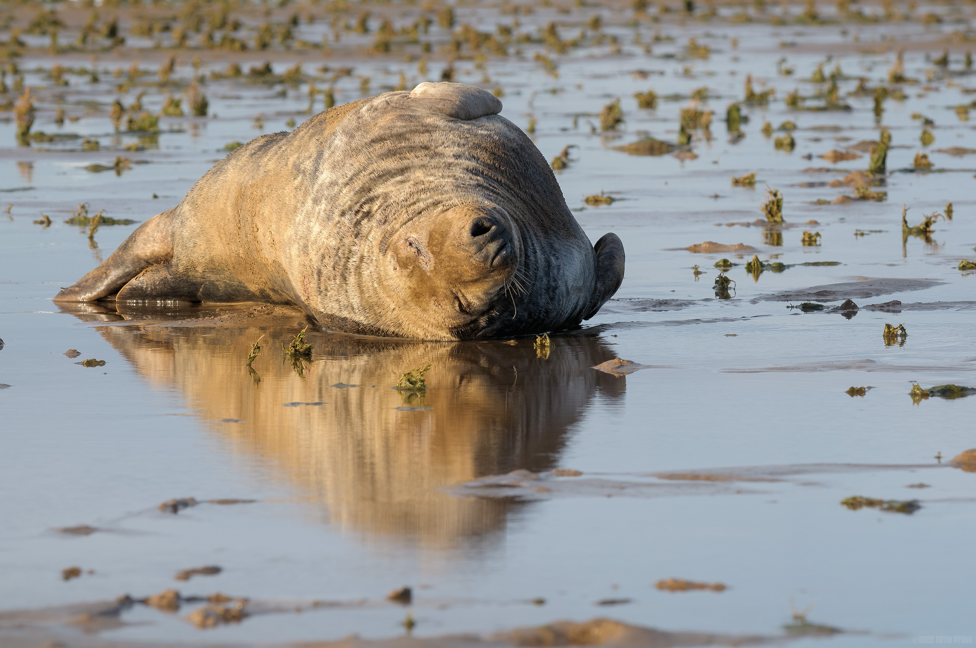 Lazy Days and Sundays