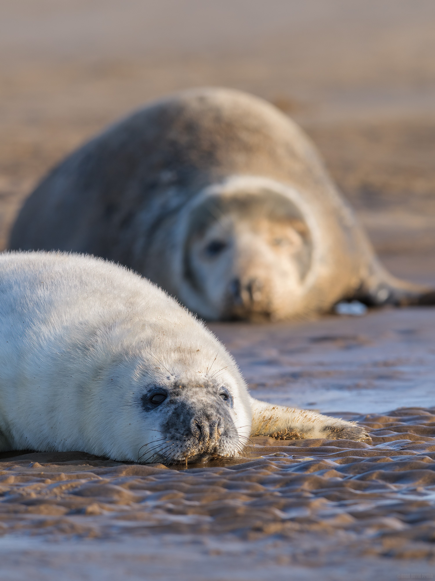 Parenting On The Beach