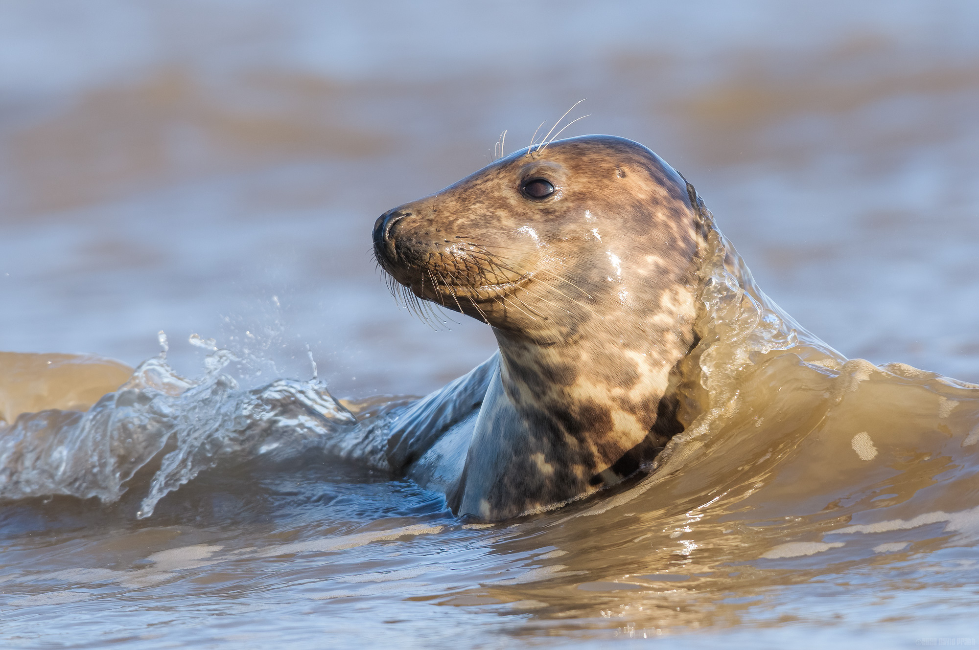 The Sea Is My Shroud