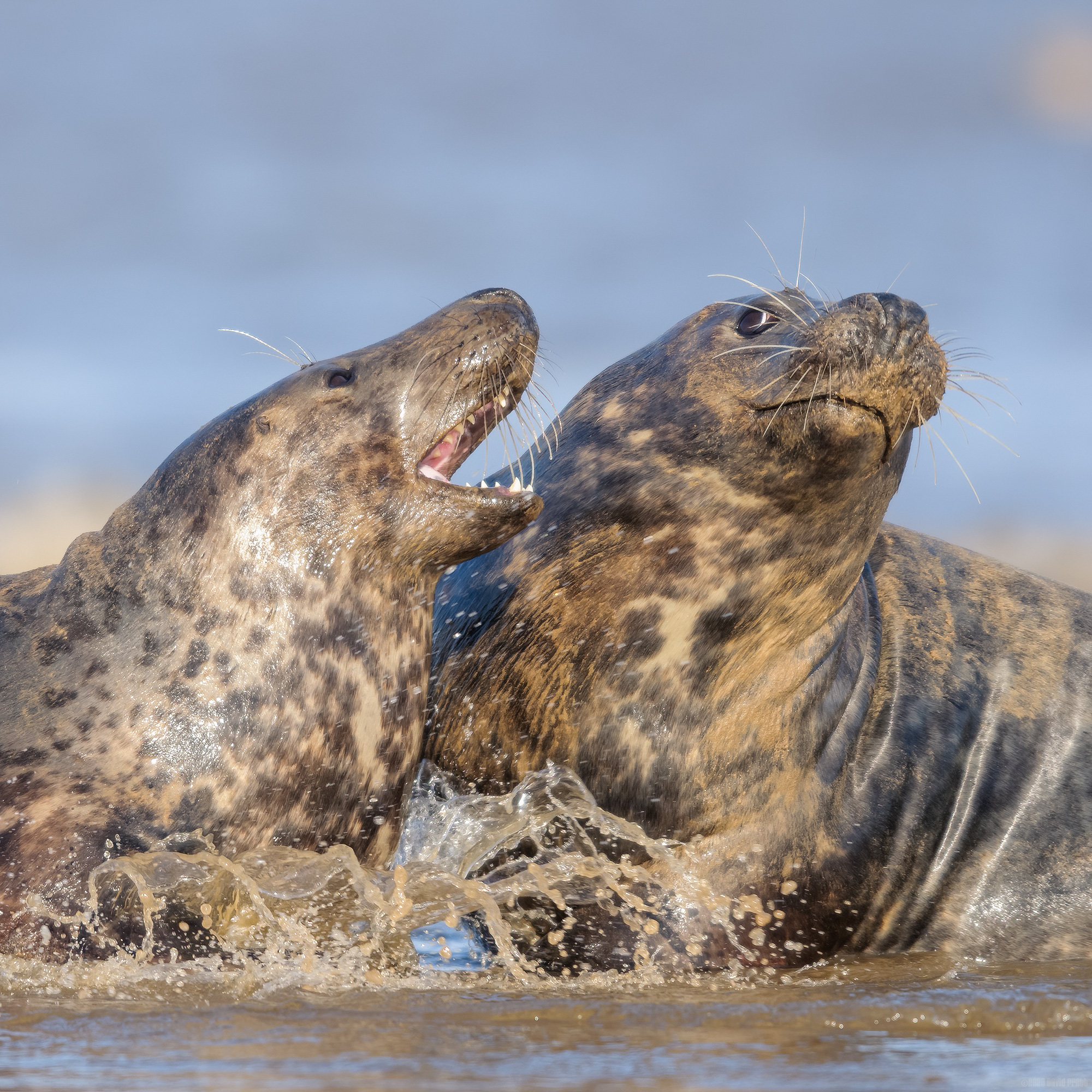 Come Over Here and Give Me A Big Wet Kiss