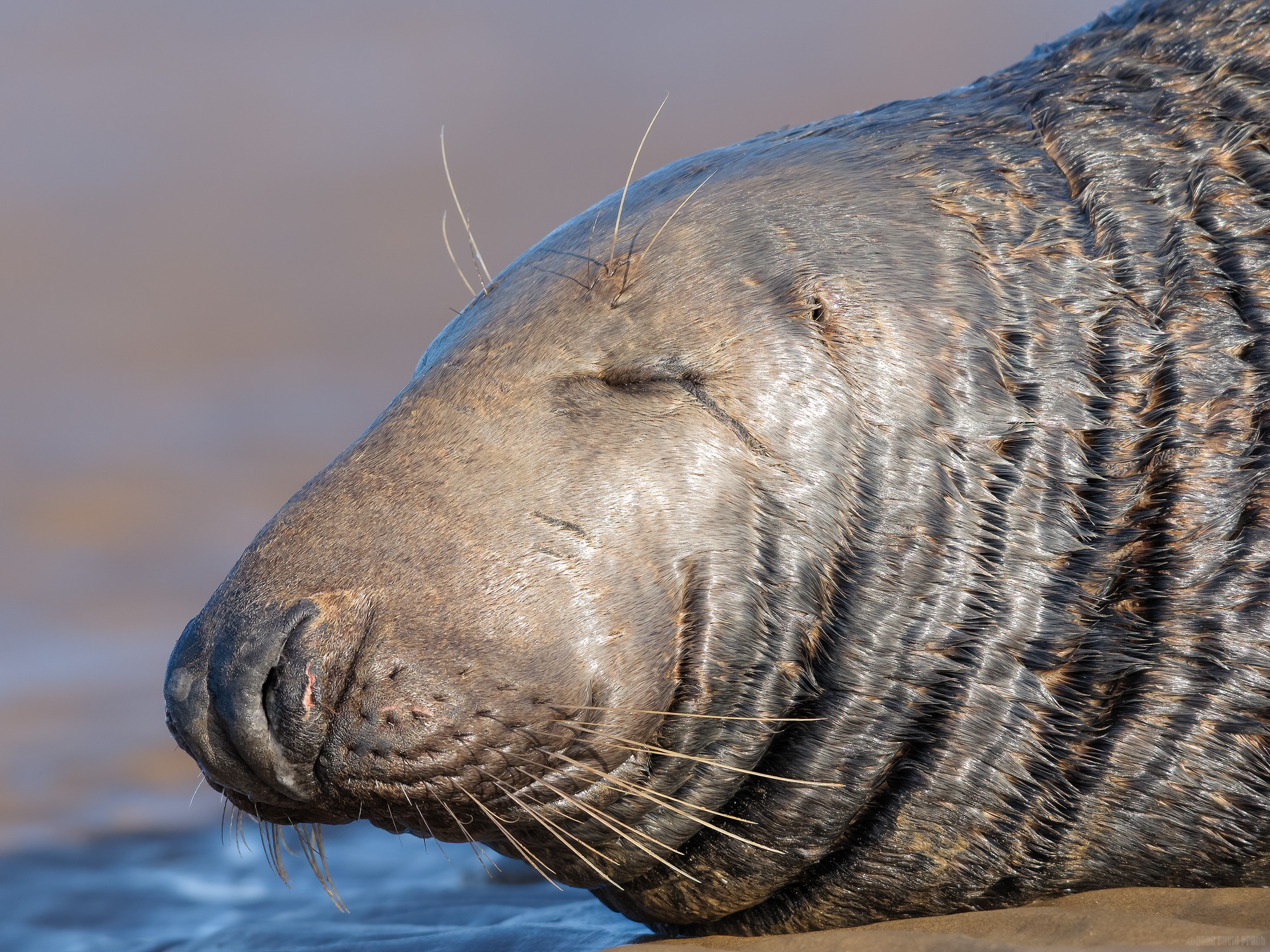 Let Sleeping Seals Lie