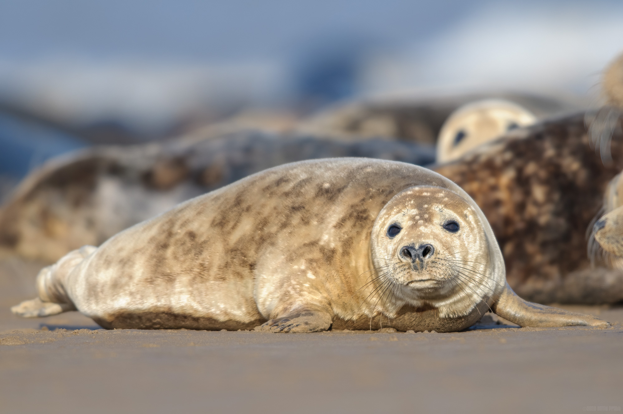 Beach Towel Optional