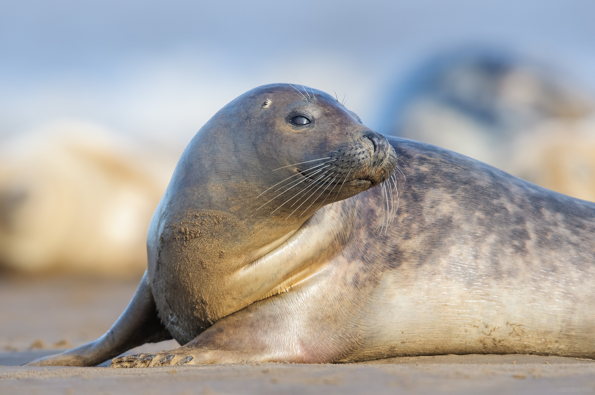 Is This Side Any Good For You?