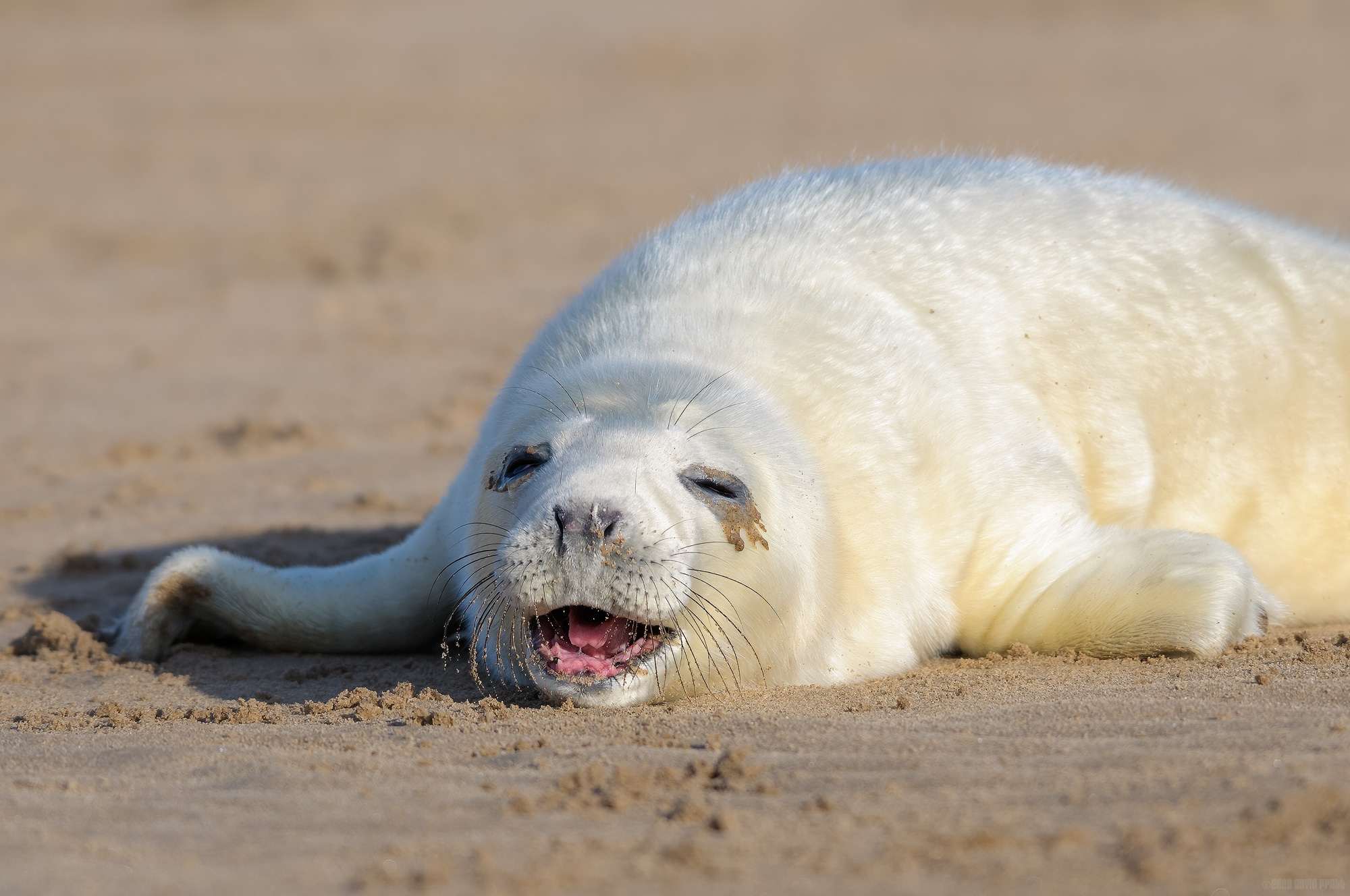 I'm Not Ready To Grow Up