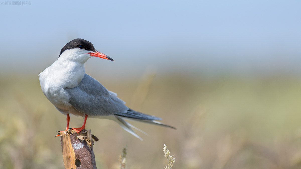 Tern On A Stick