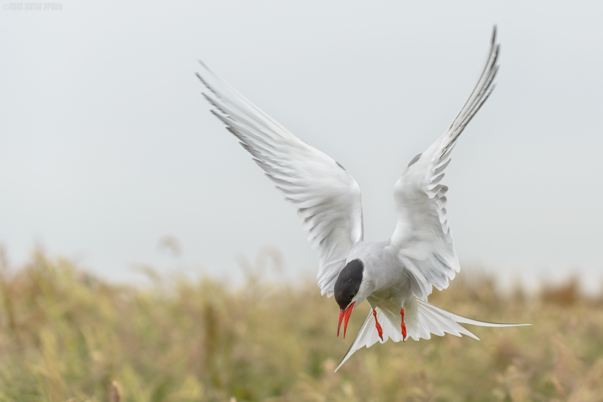 Tern Attack
