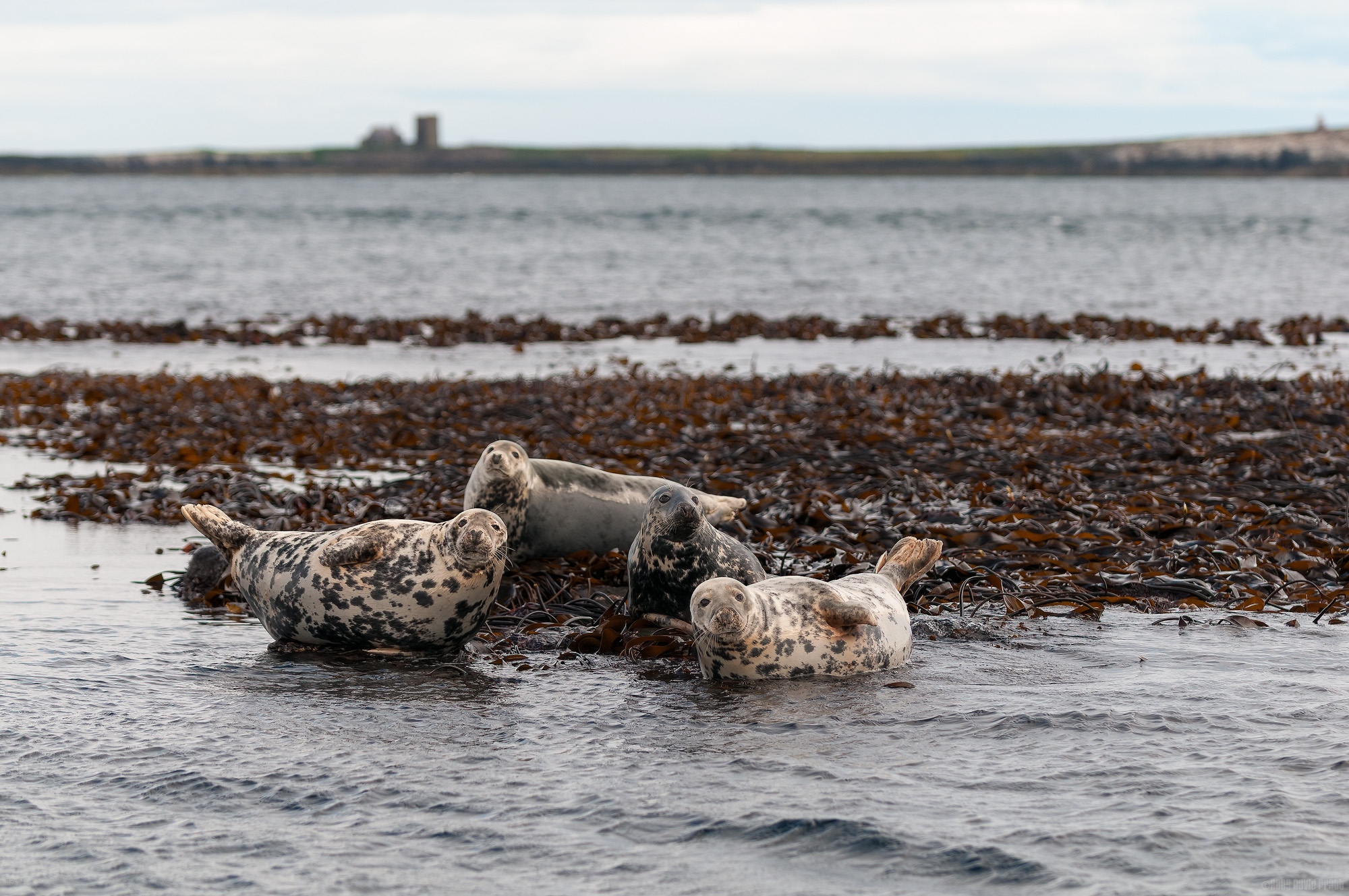 Relaxing In The Shallows [Explored 21/07/2025 #464]