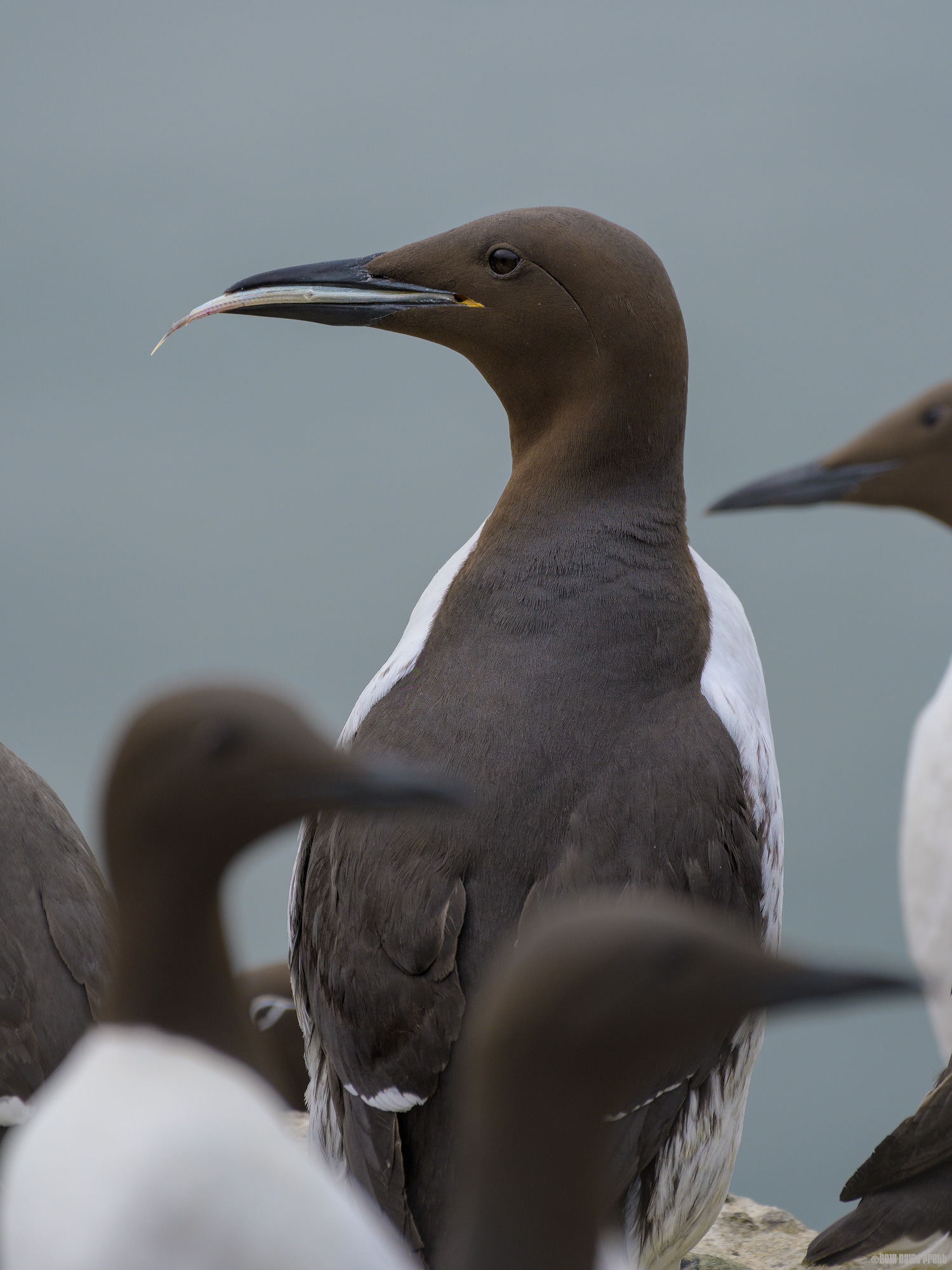 Am I The Only One With A Fish?