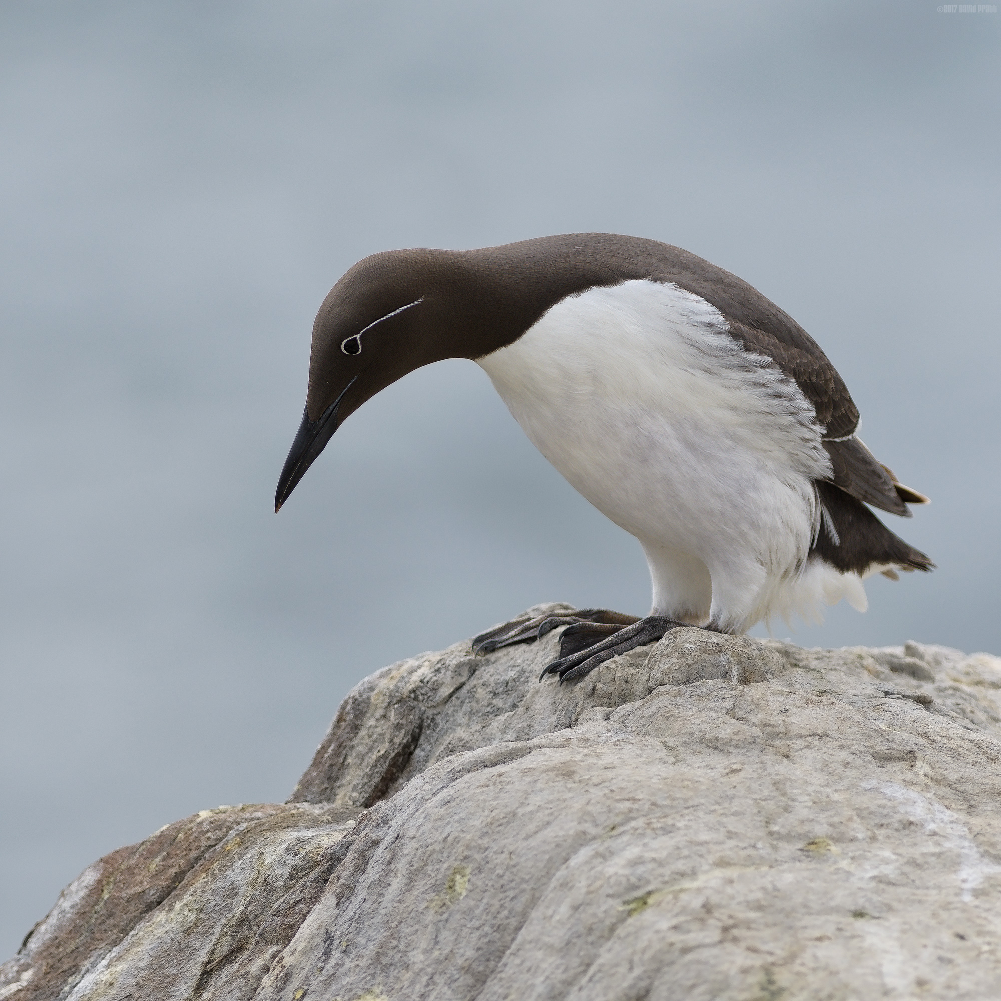 Allo, Allo, Allo, What Do We Have Here Then?