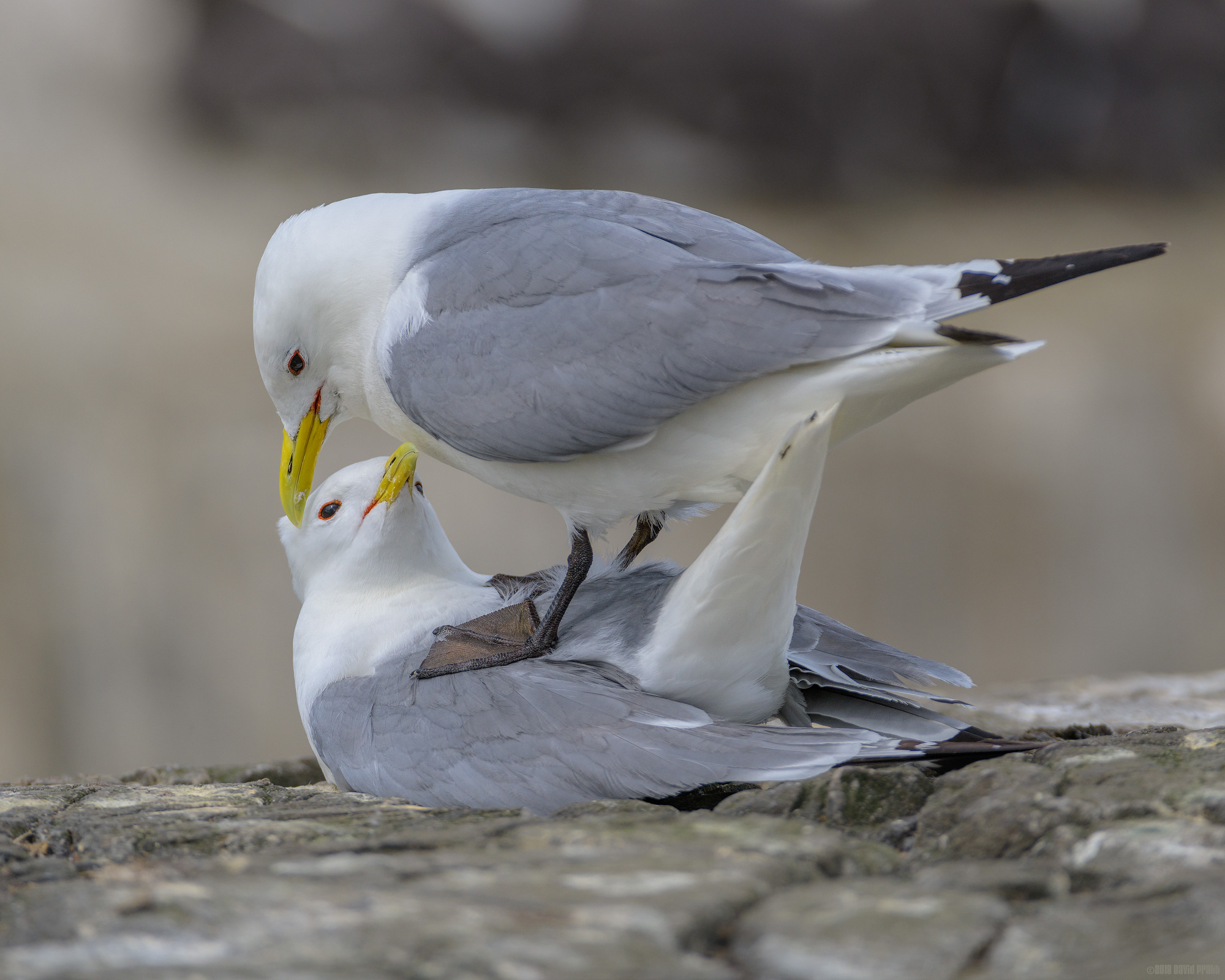 Must You Stand On Me Like That?