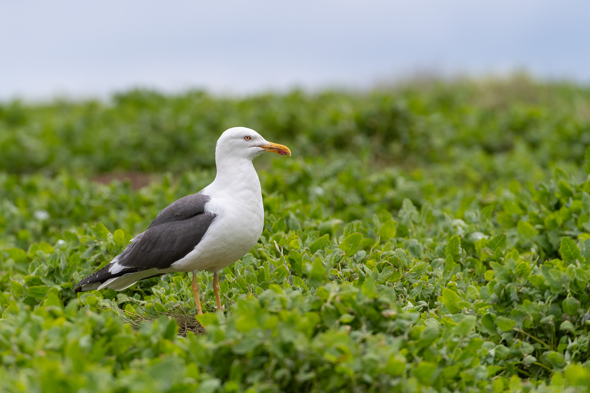 Lesser Black-backed Gull