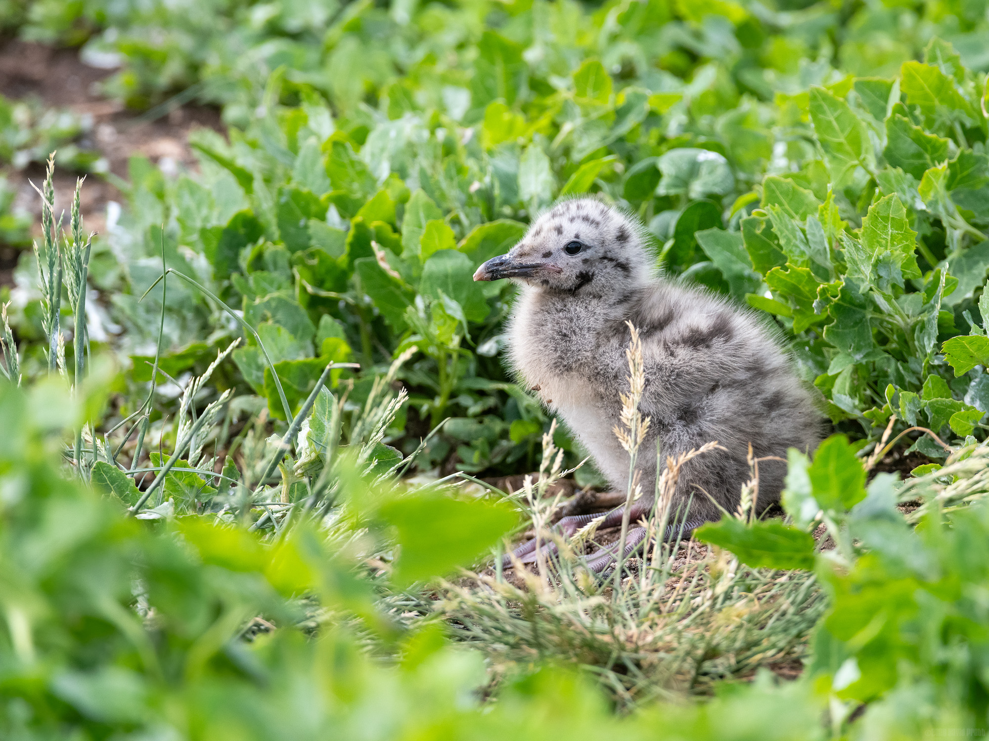 Fluffy Gull