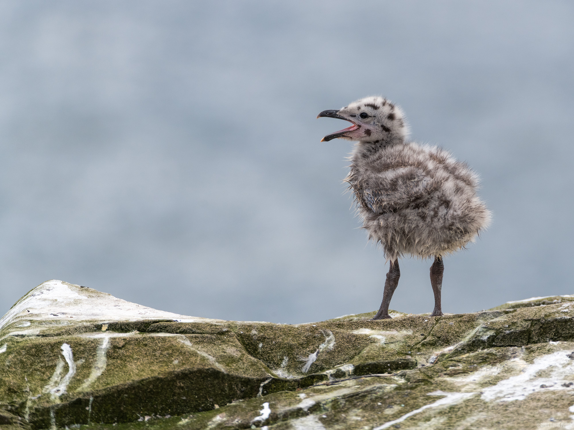 A Small Cry For Help