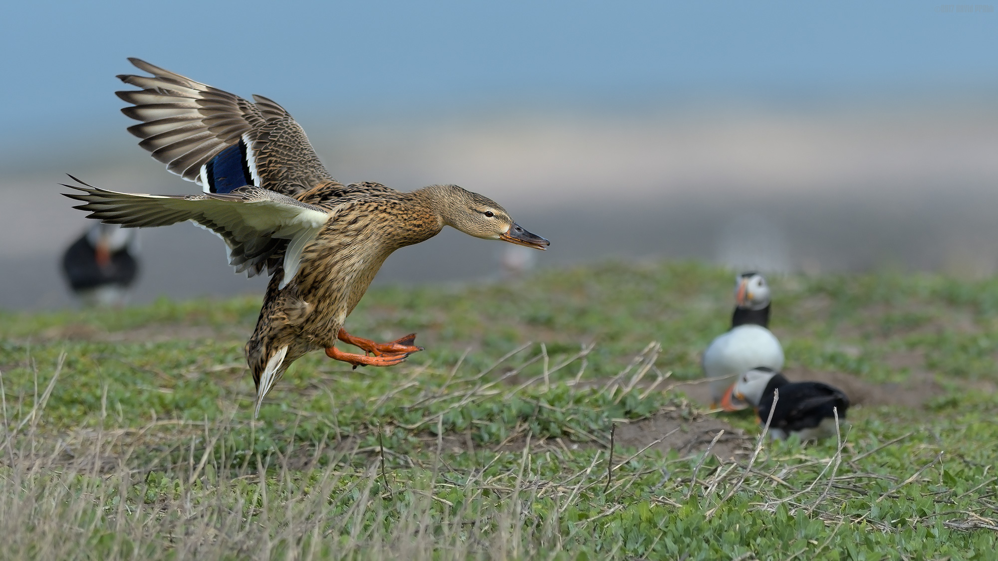 Funny Looking Puffin