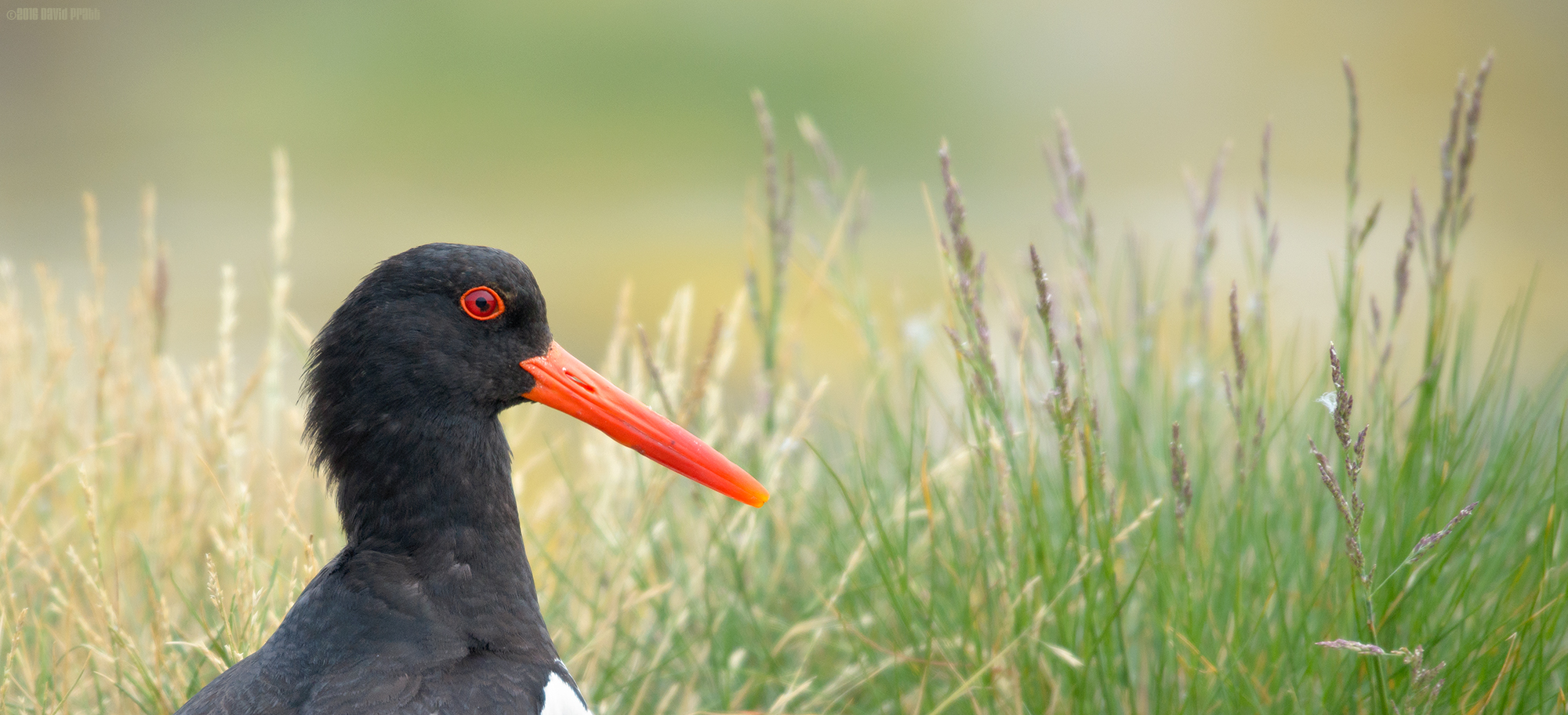 Catcher In The Grass