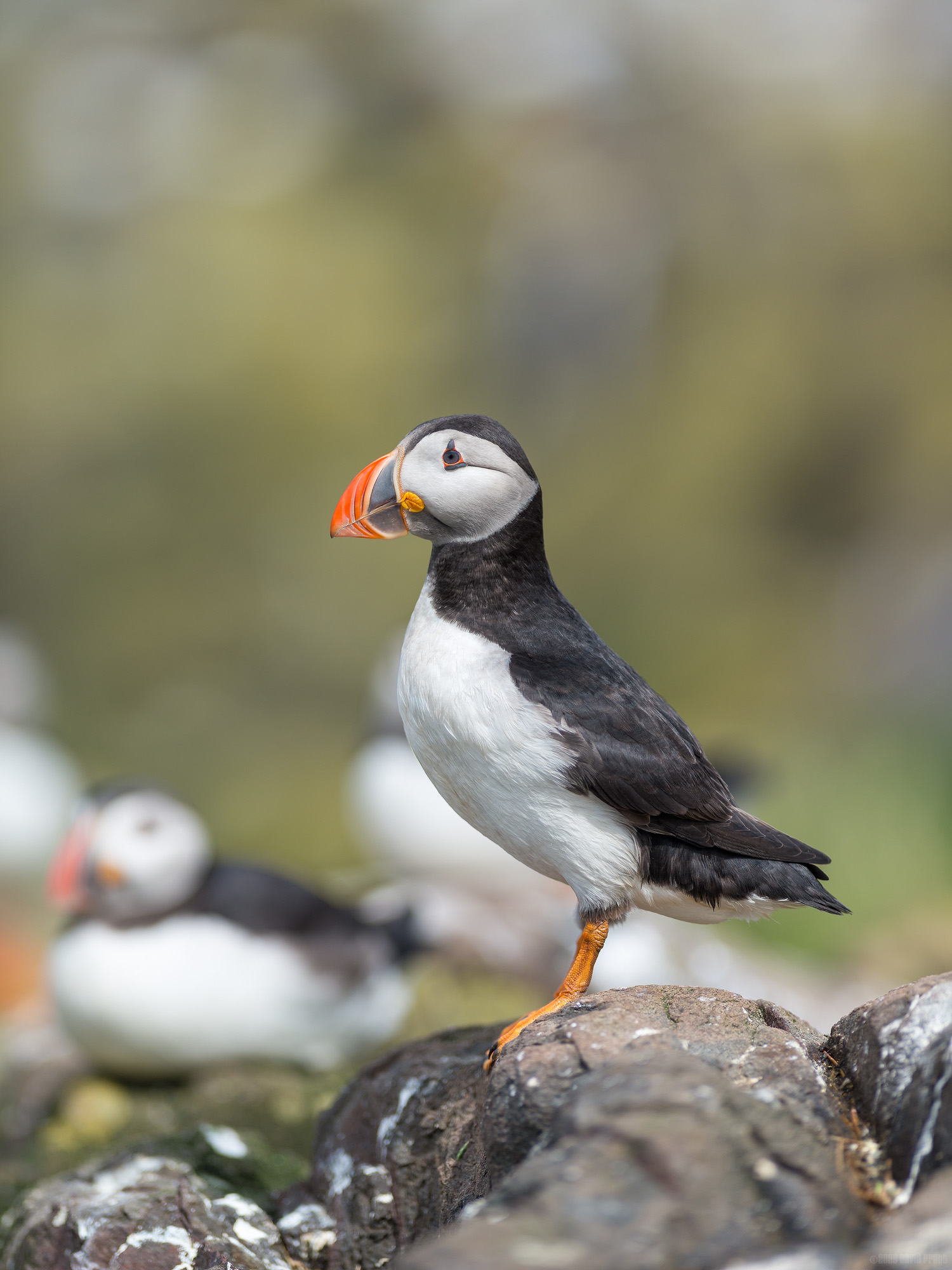 The Heart Of The Farnes