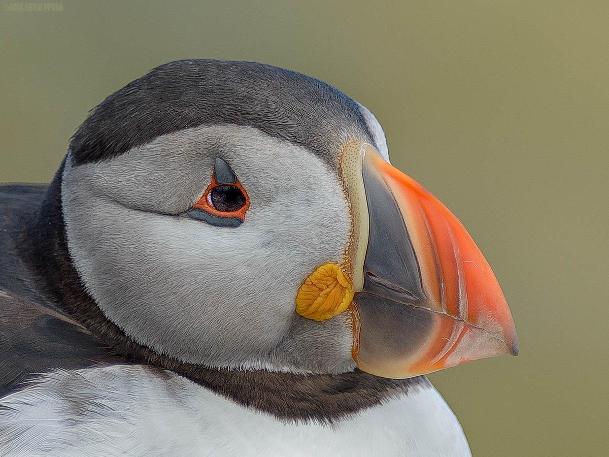Puffin Portrait