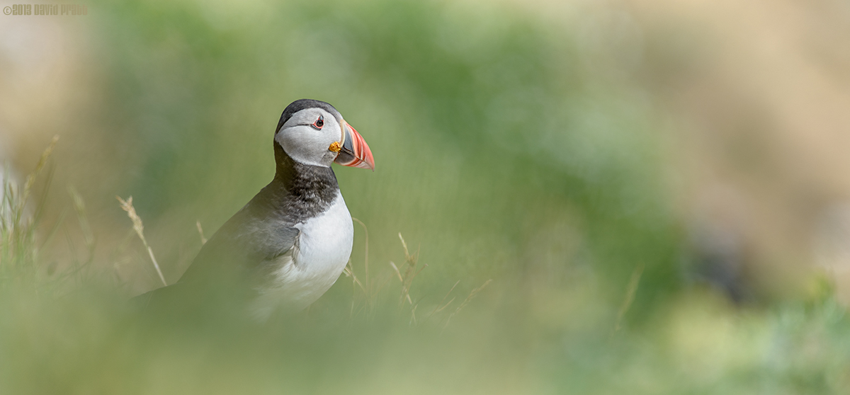 At Home In The Grass