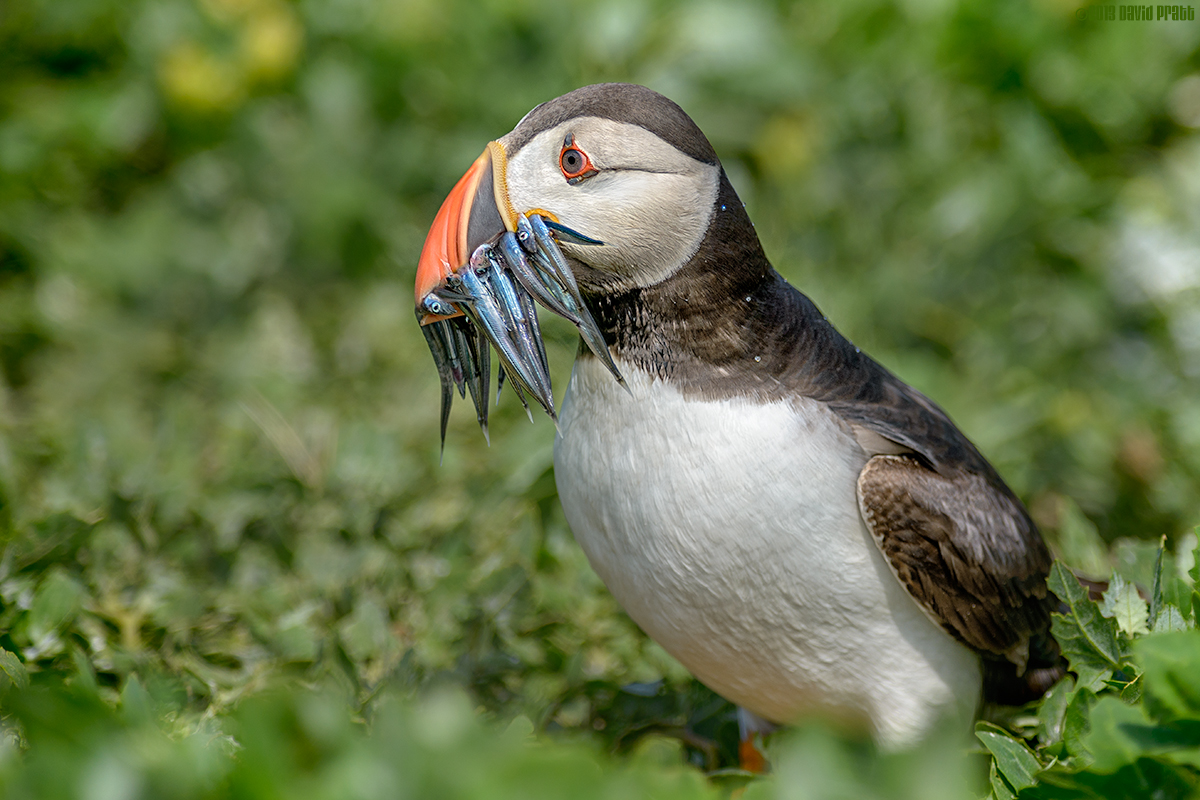 Running Home With Dinner