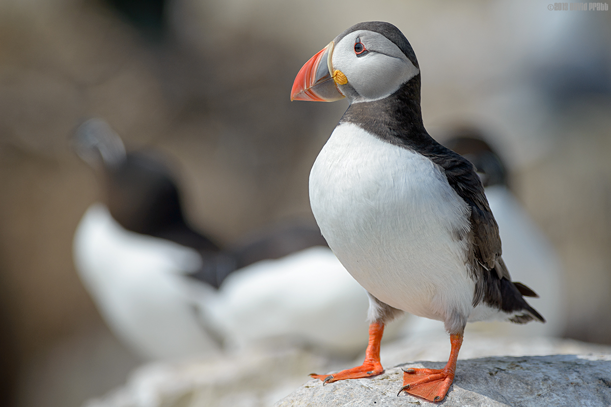 The Farnes In A Frame