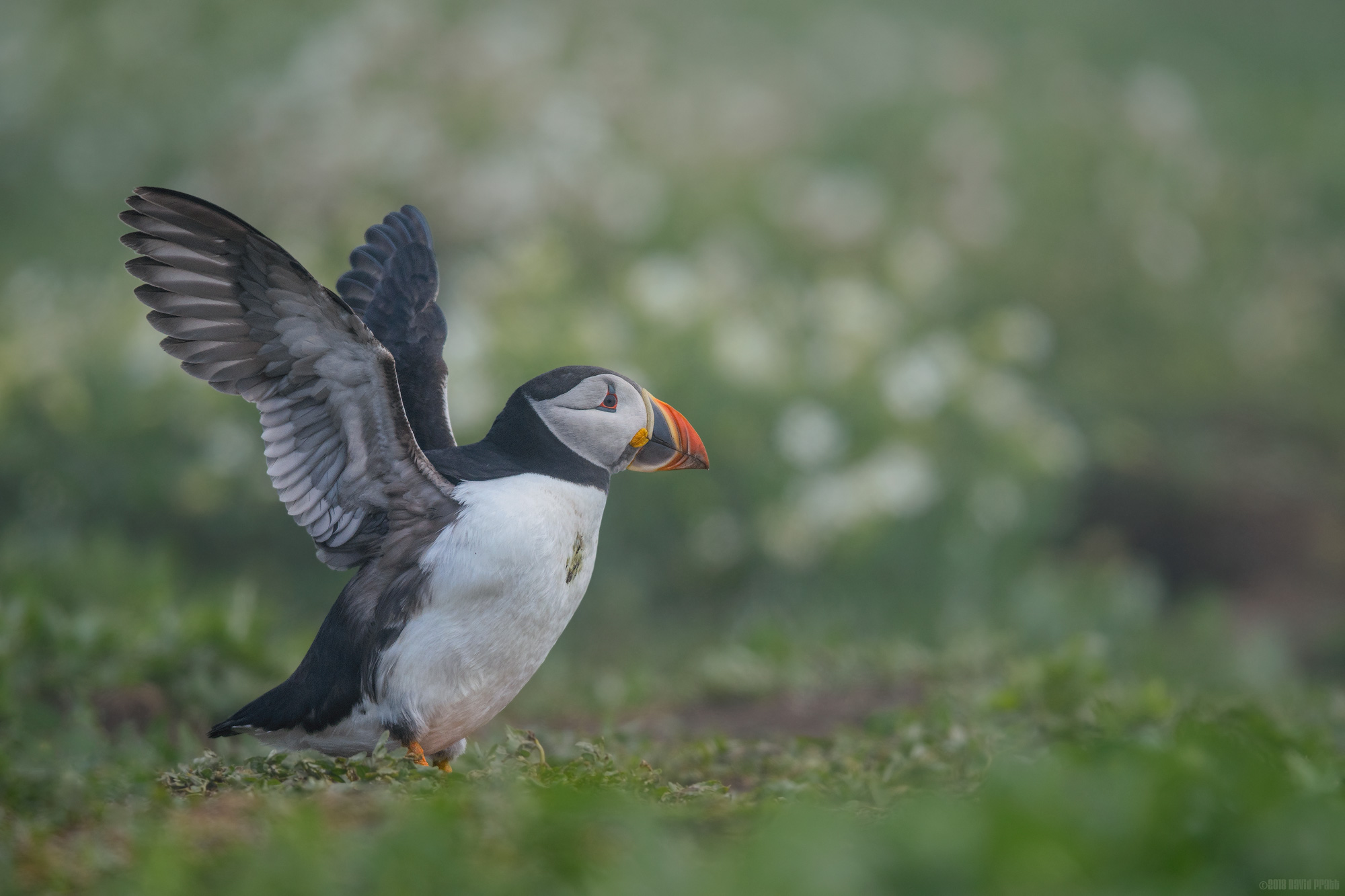 A Flap Before A Flight