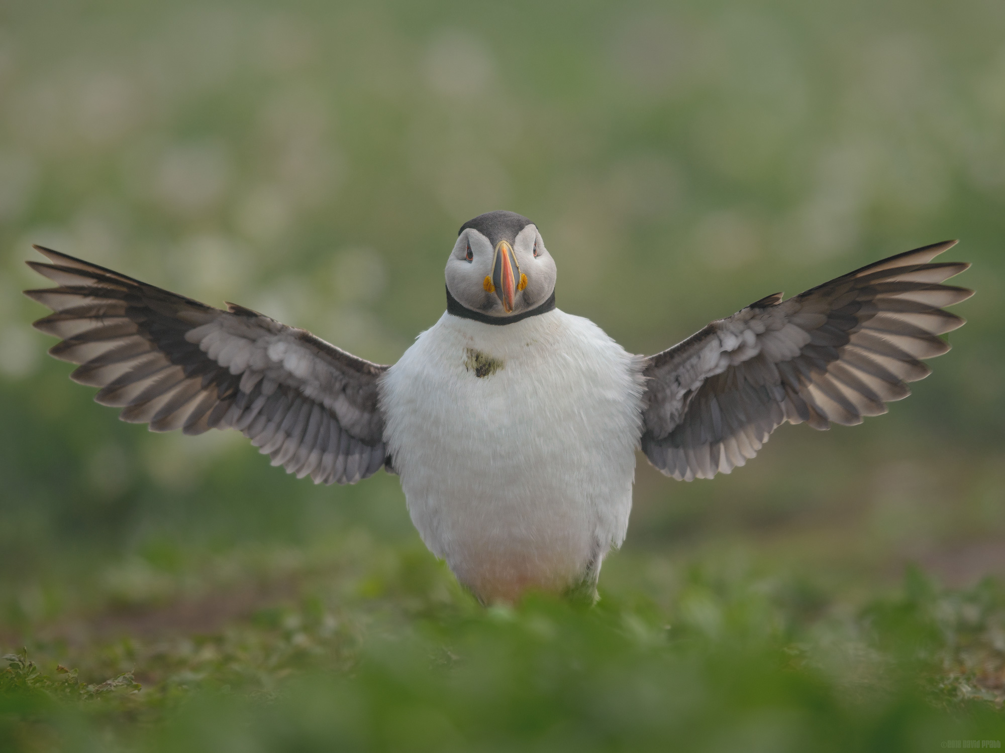 Stretching His Wings