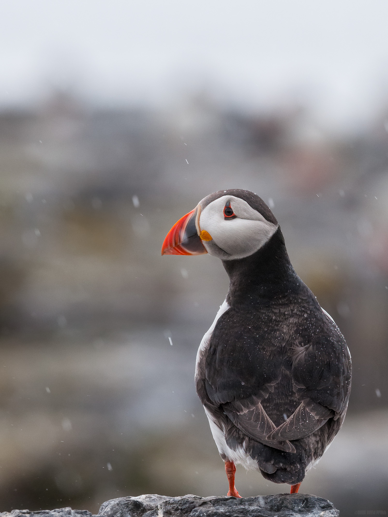 Why Does It Always Rain On Me?