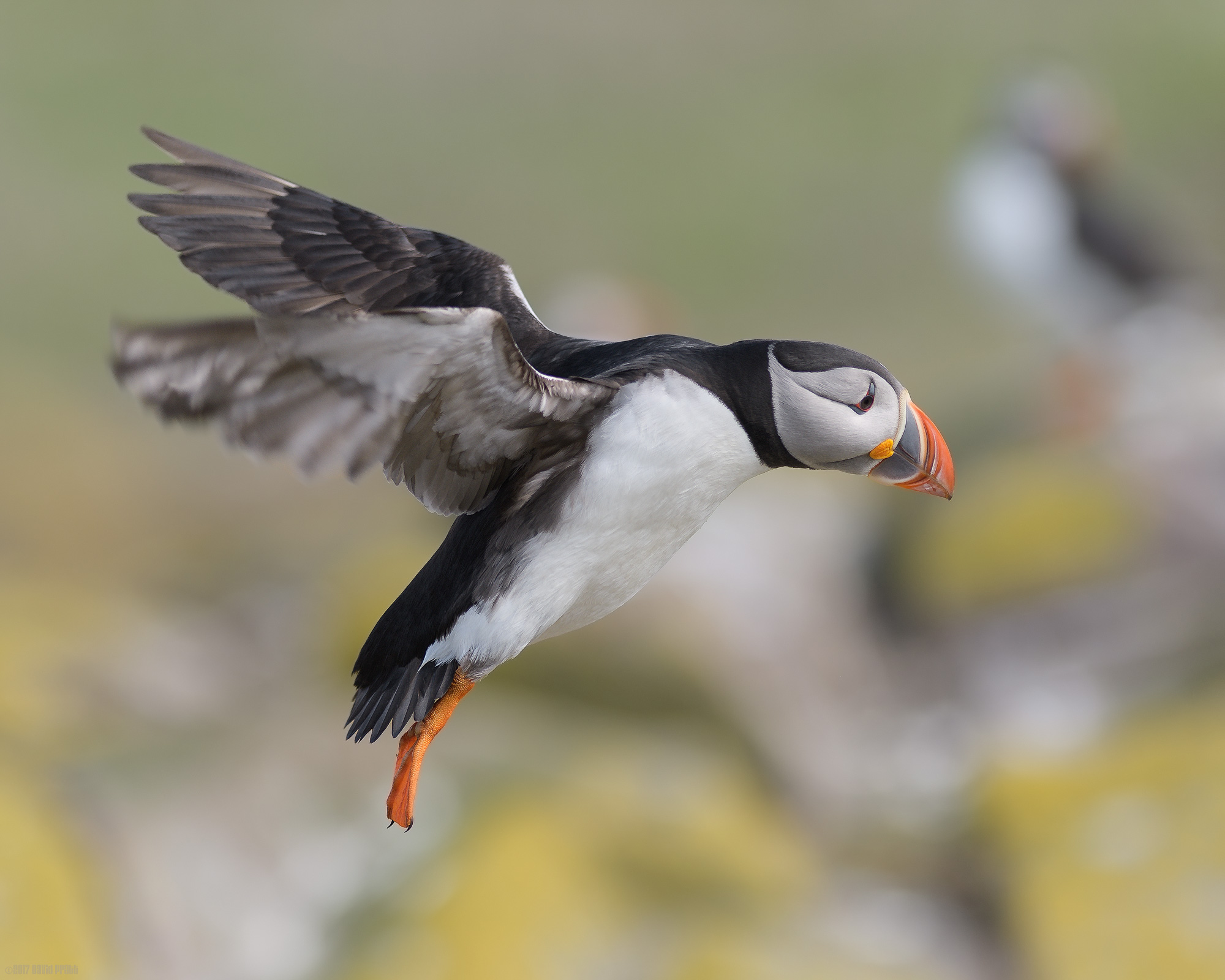 Spotting His Landing