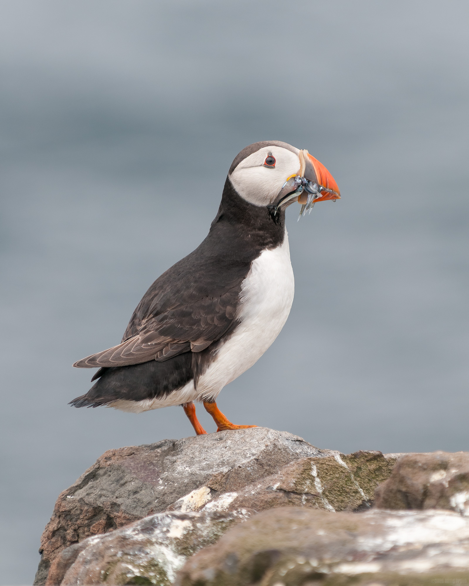 Checking If The Coast Is Clear