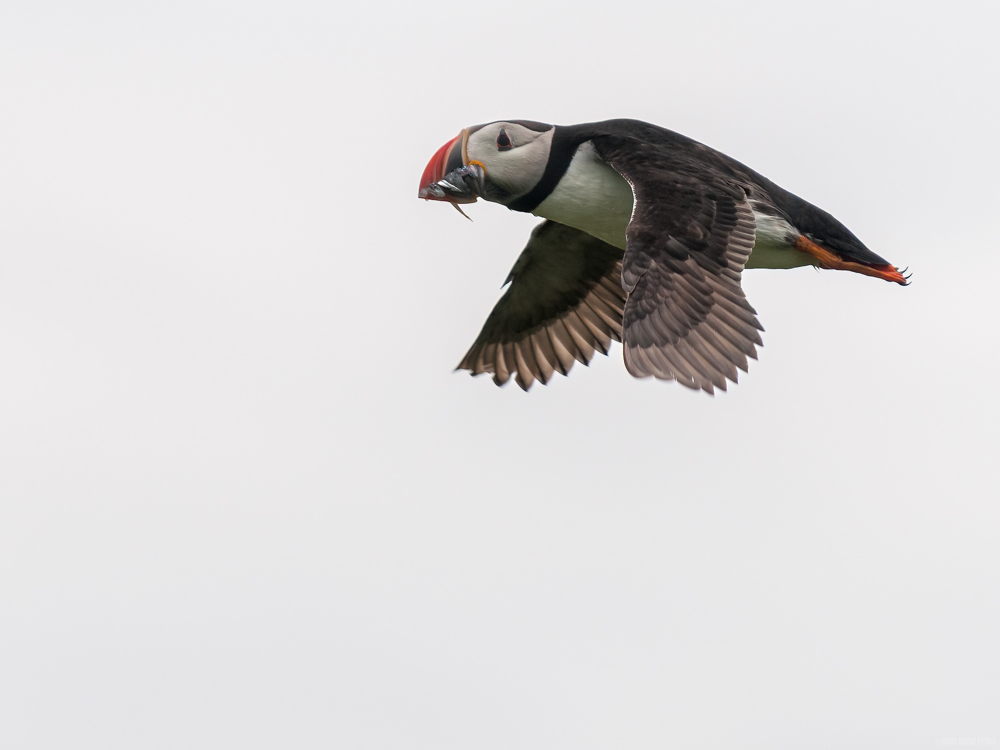 Flying On A Full Beak