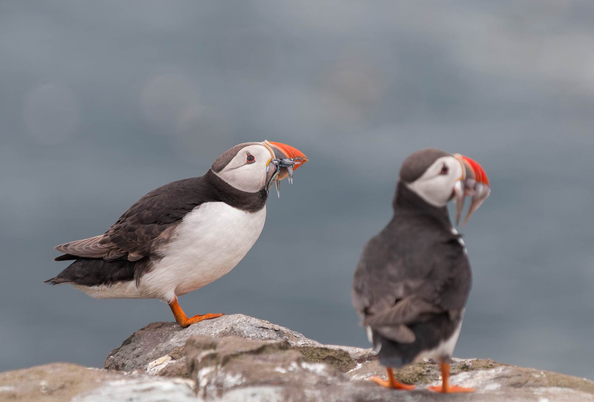 What To Do With These Fish?