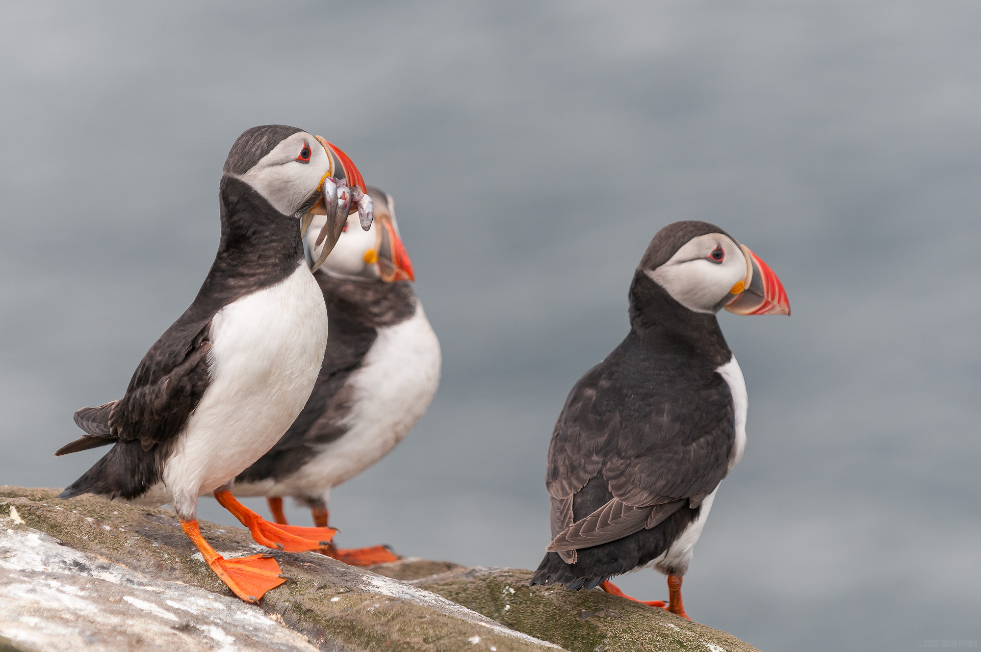 Where Are Your Fish?