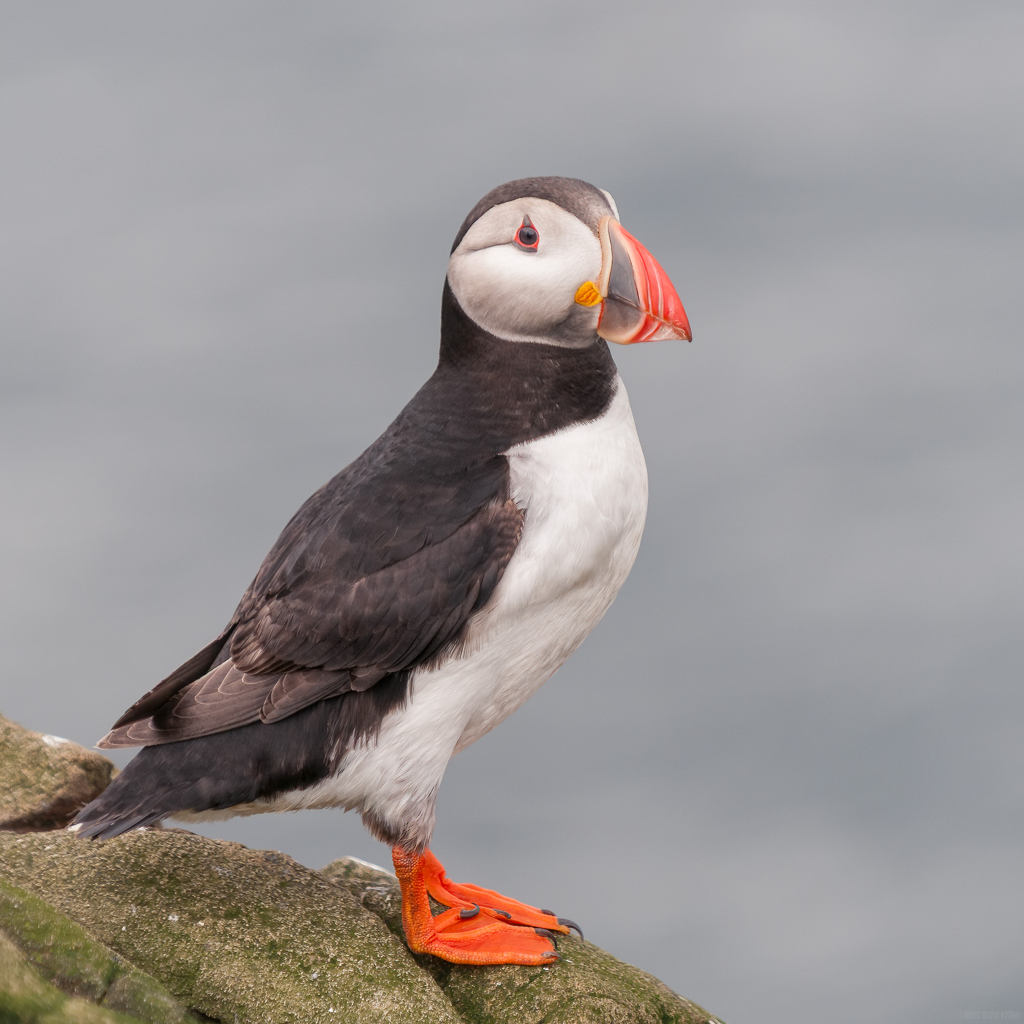 Proud Puffin