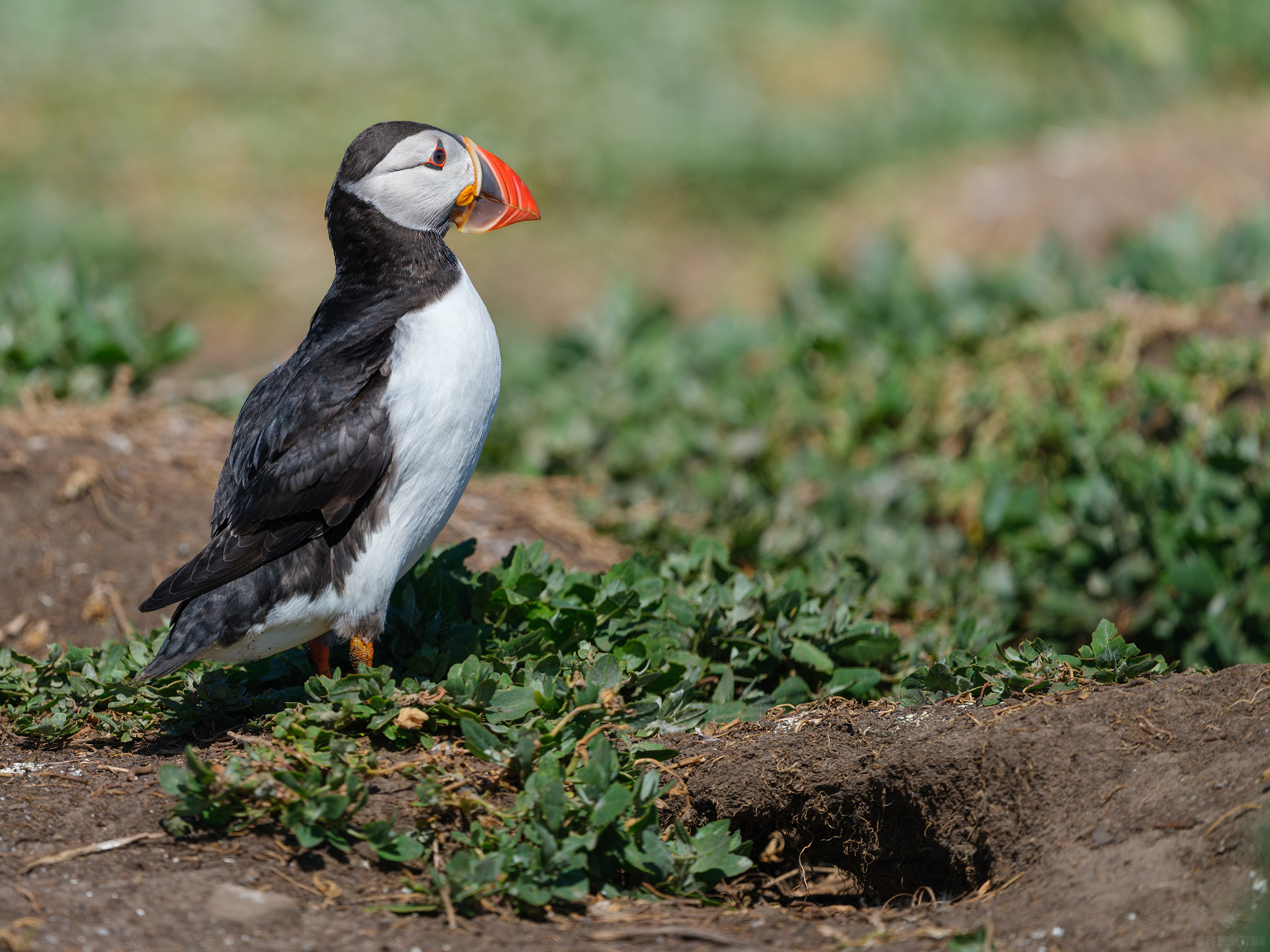 Guarding The Burrow