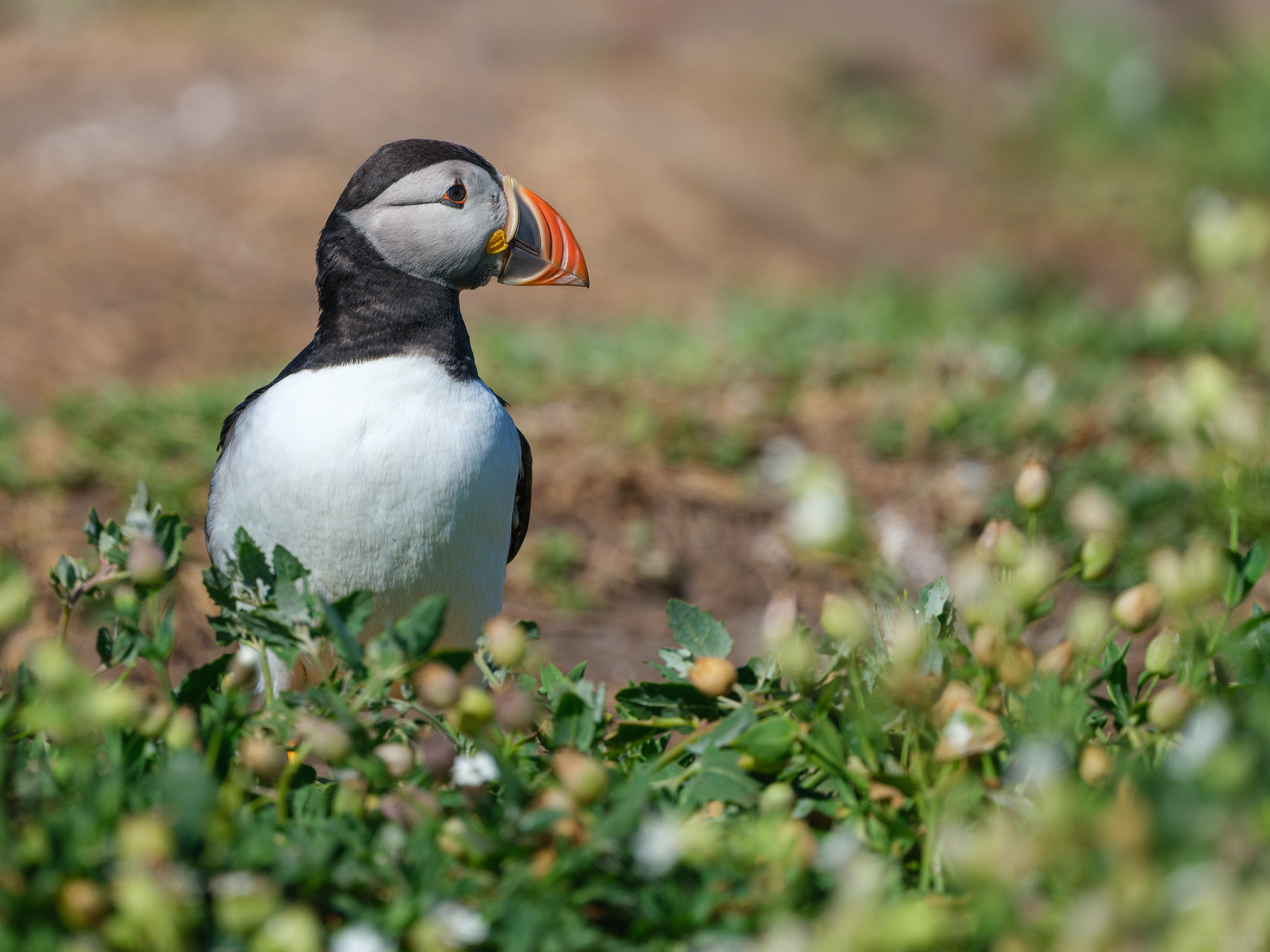 A Lone Puffin